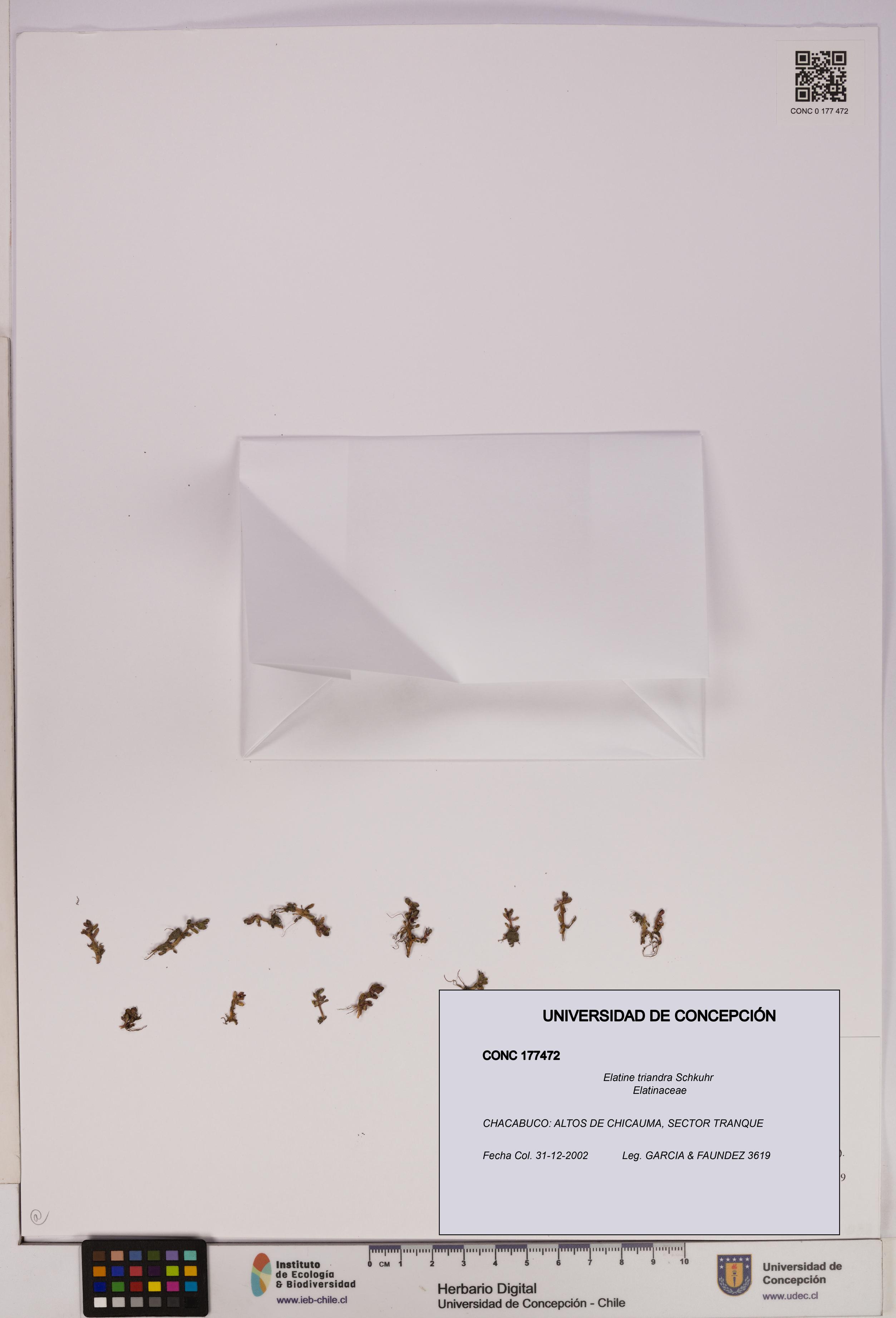 Elatine triandra [Espécimen: UDEC:CONC:0177472]