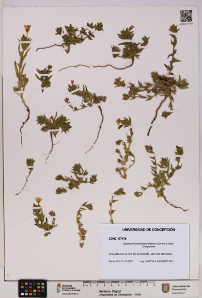Epilobium subdentatum [Espécimen: UDEC:CONC:0177478]