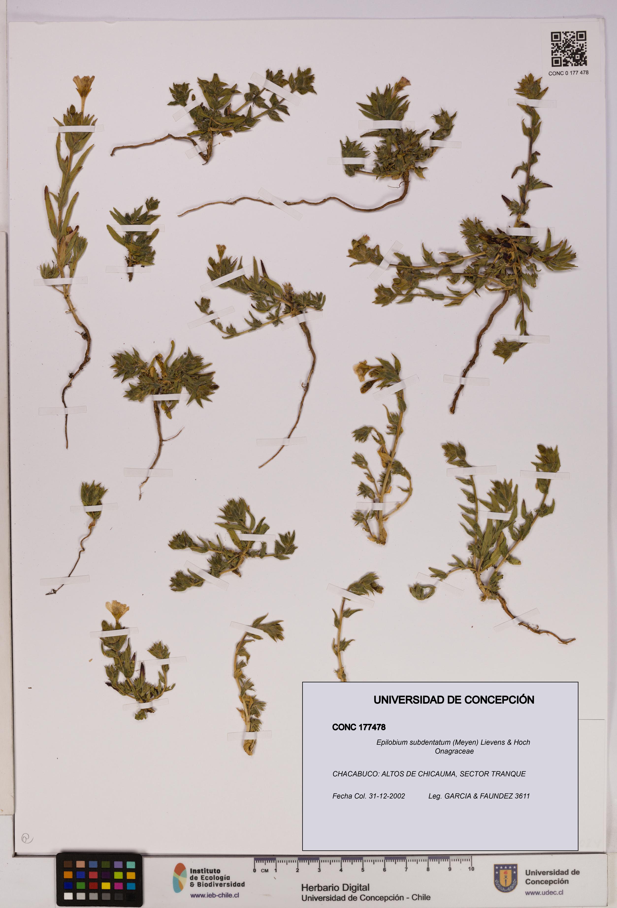 Epilobium subdentatum [Espécimen: UDEC:CONC:0177478]