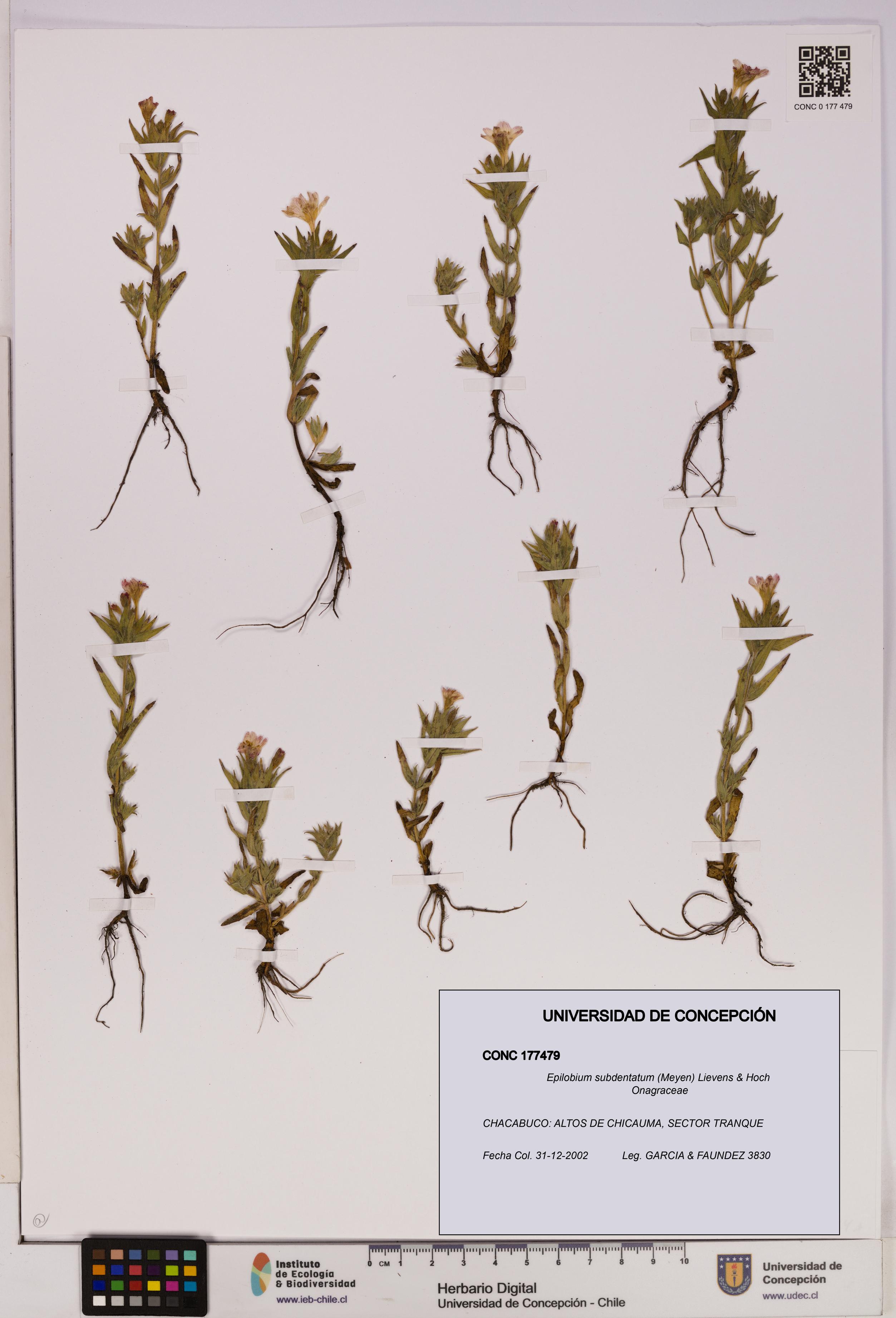 Epilobium subdentatum [Espécimen: UDEC:CONC:0177479]