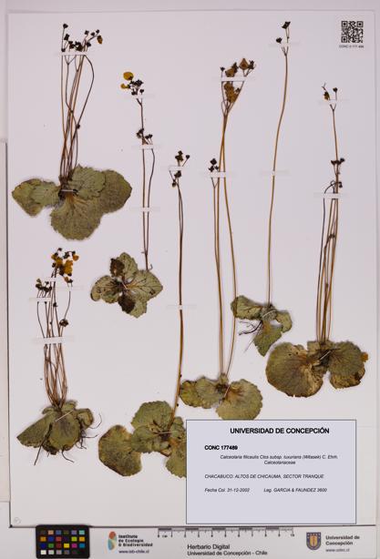 Calceolaria filicaulis [Espécimen: UDEC:CONC:0177489]