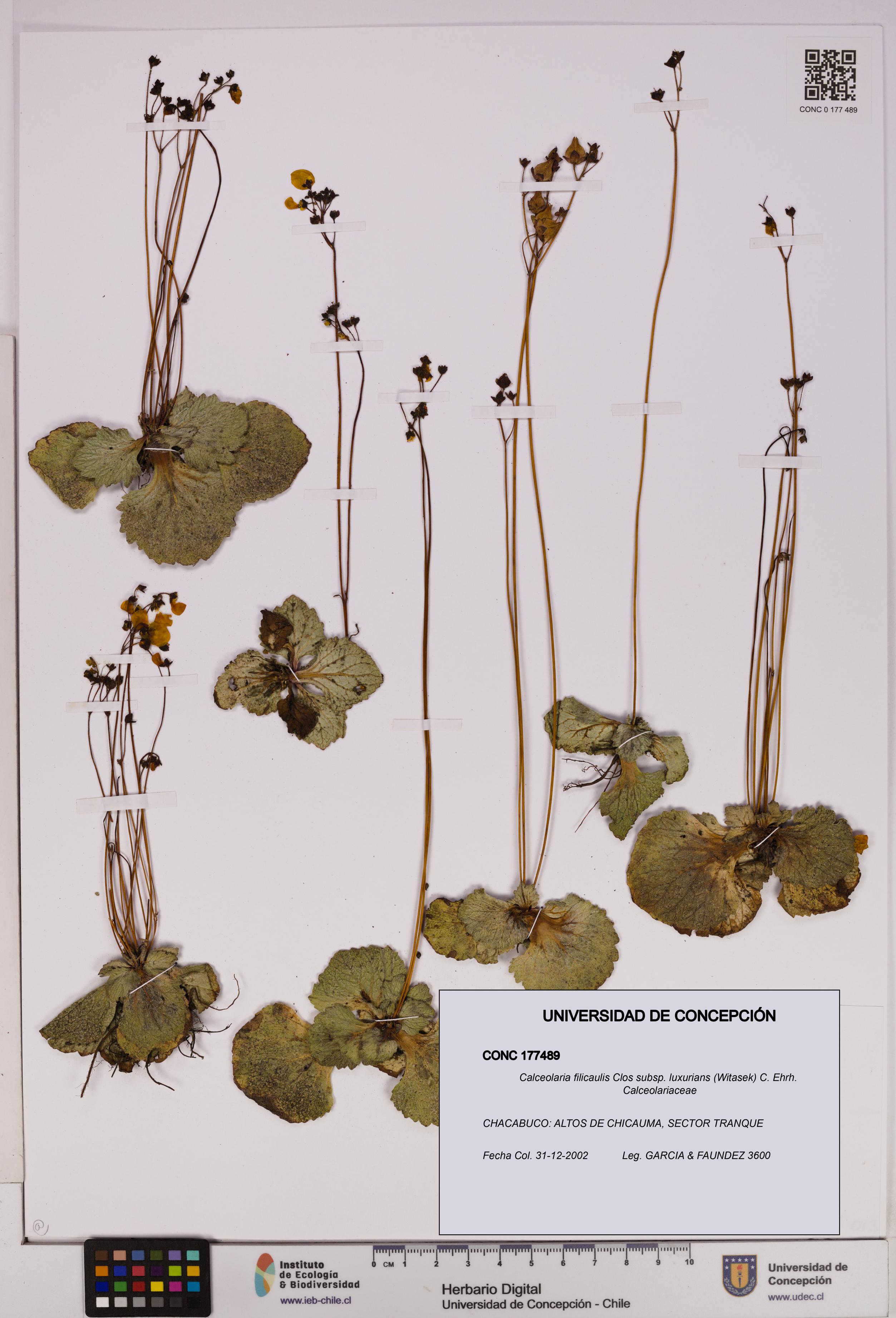 Calceolaria filicaulis [Espécimen: UDEC:CONC:0177489]