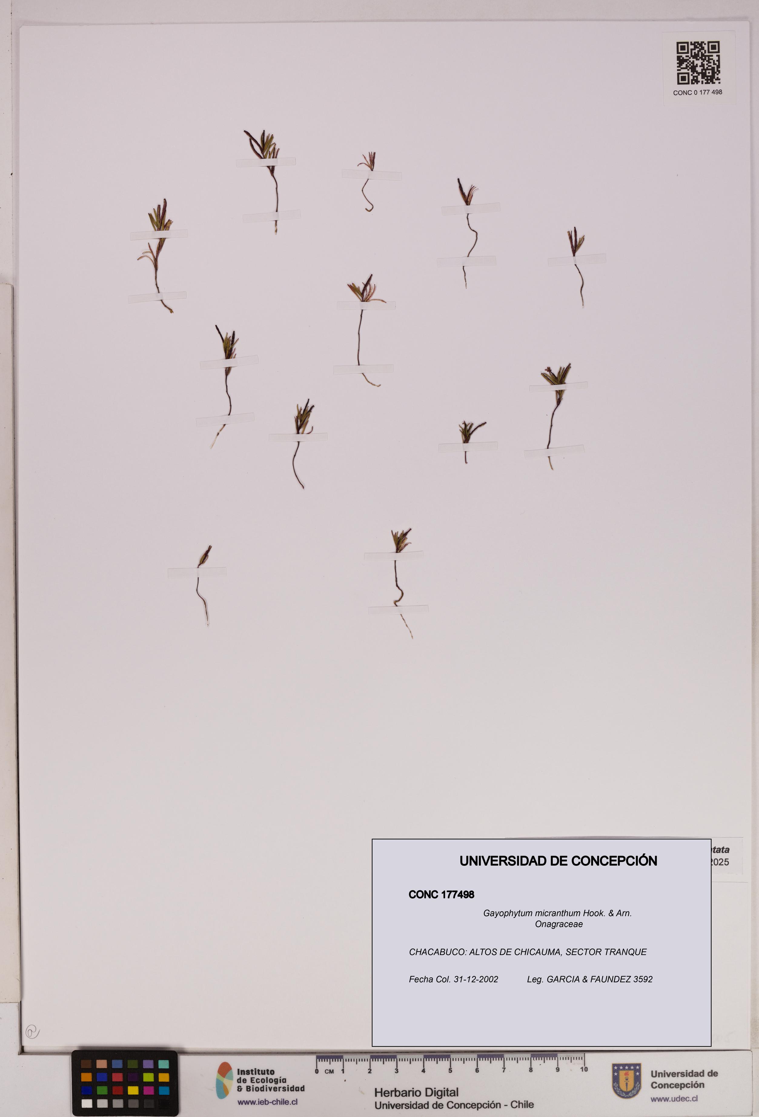 Gayophytum micranthum [Espécimen: UDEC:CONC:0177498]