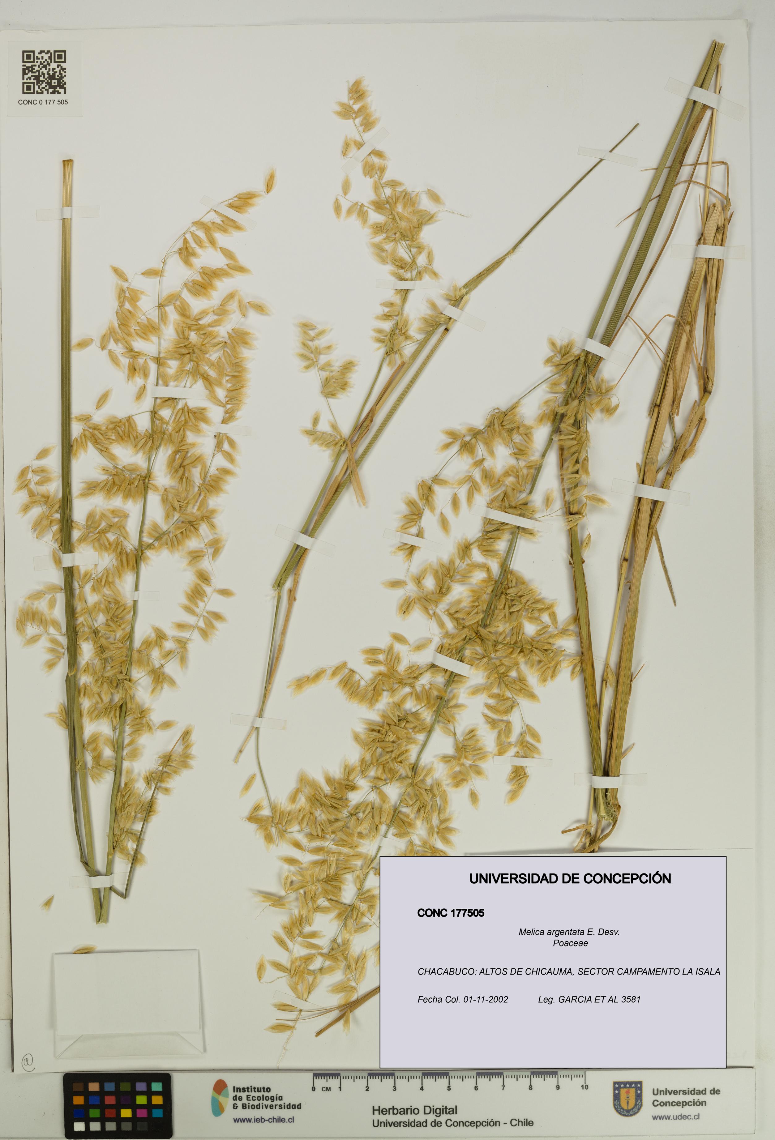 Melica argentata [Espécimen: UDEC:CONC:0177505]