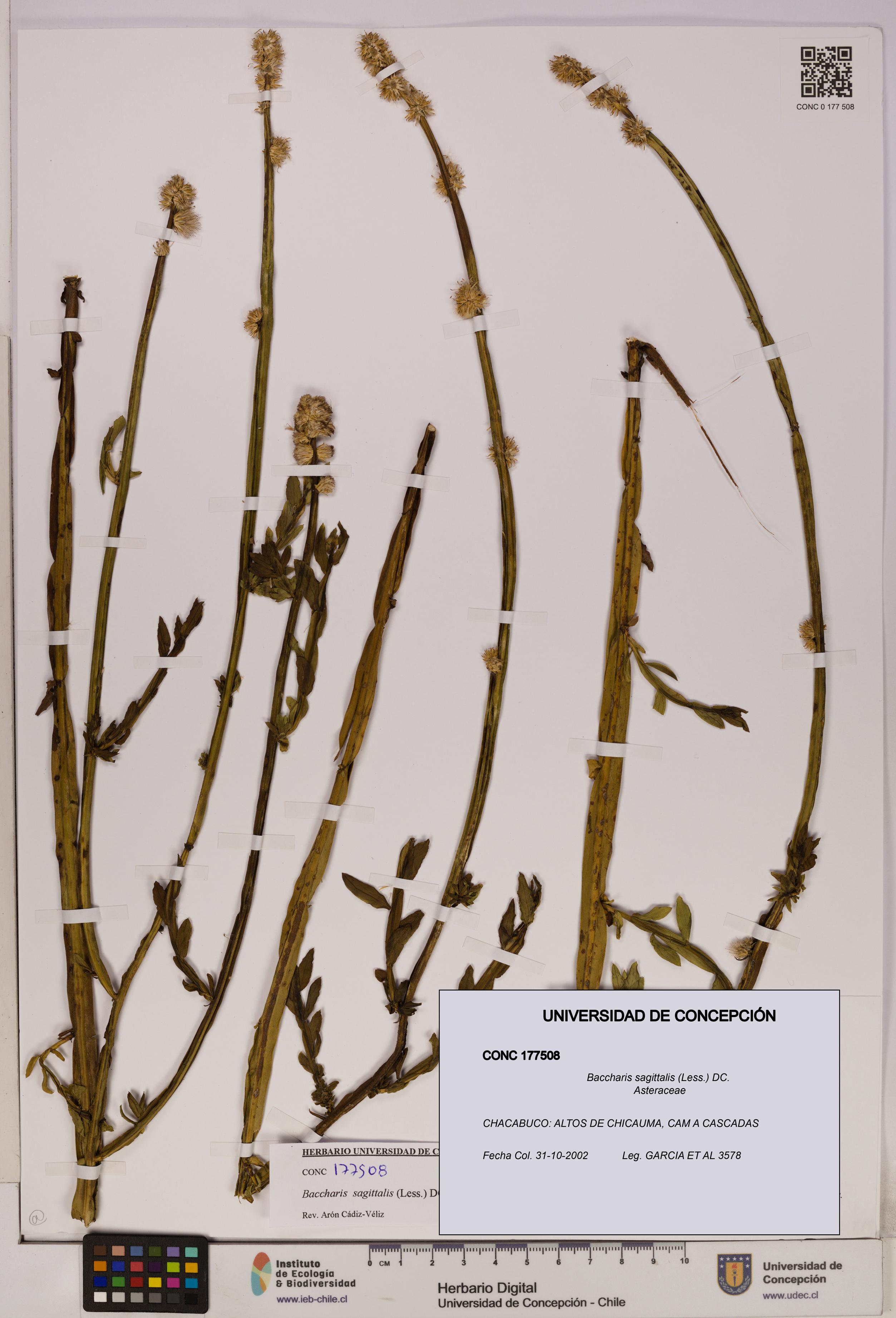 Baccharis sagittalis [Espécimen: UDEC:CONC:0177508]