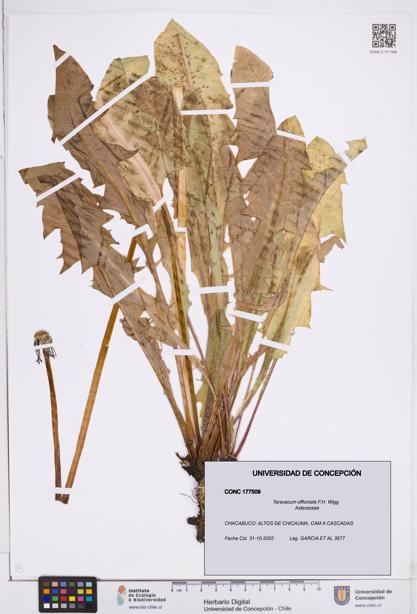 Taraxacum officinale [Espécimen: ]