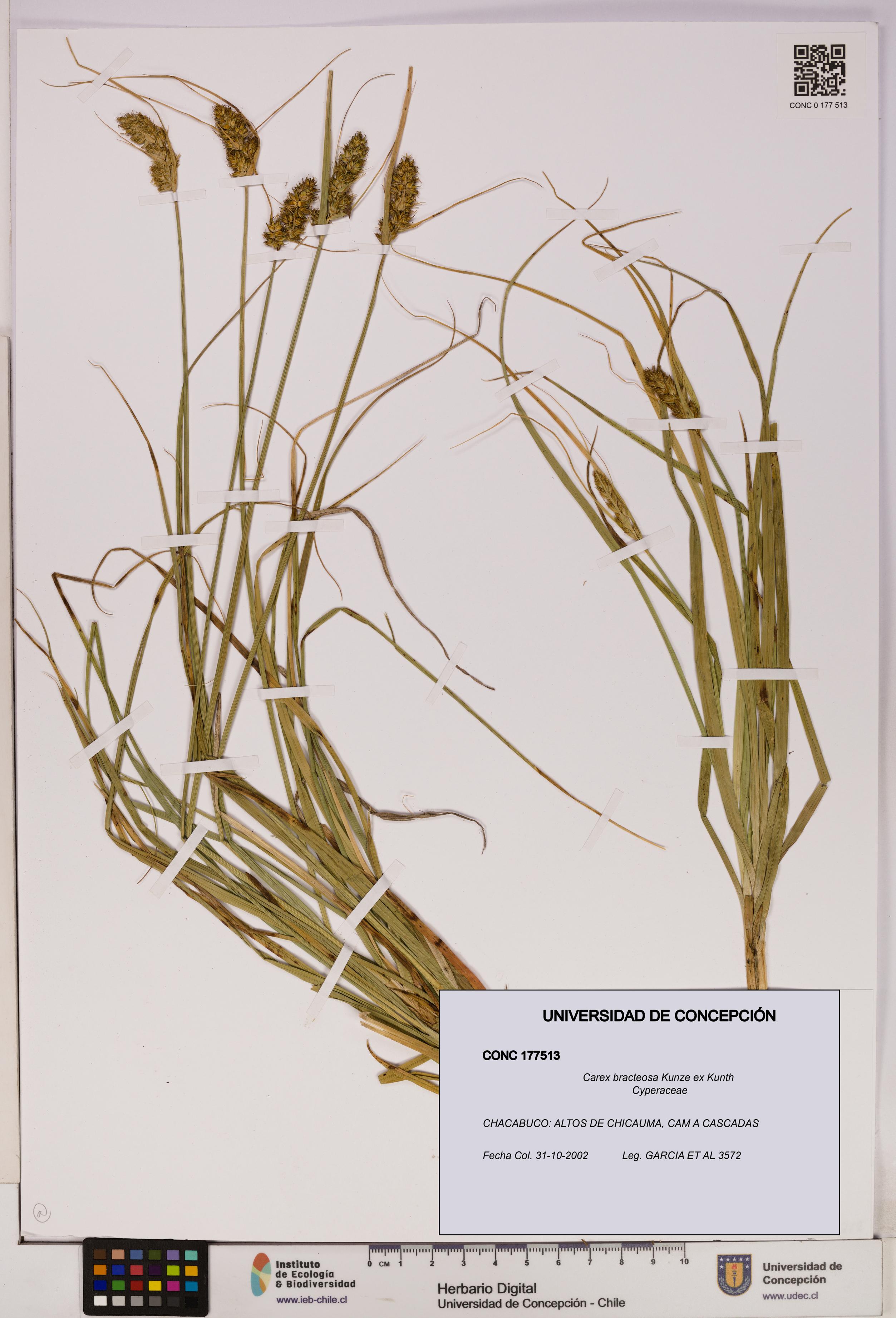 Carex bracteosa [Espécimen: UDEC:CONC:0177513]