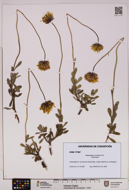Haplopappus uncinatus [Espécimen: UDEC:CONC:0177527]