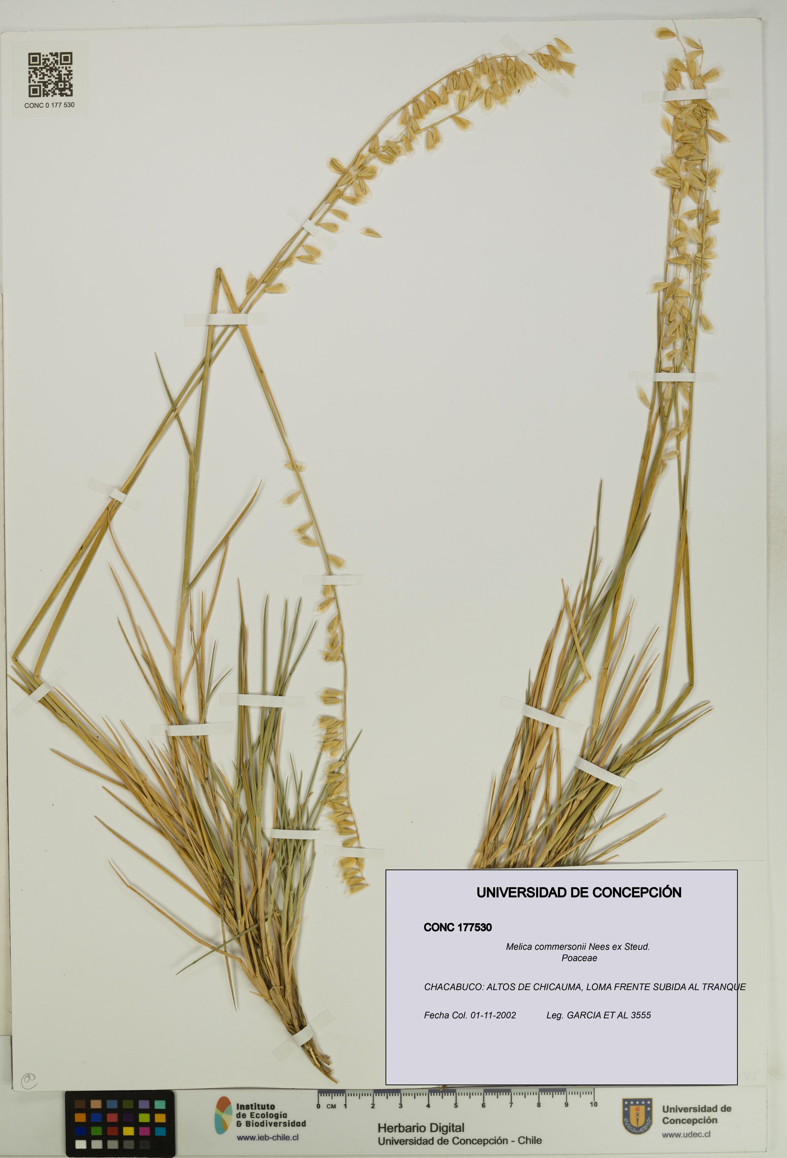 Melica commersonii [Espécimen: UDEC:CONC:0177530]