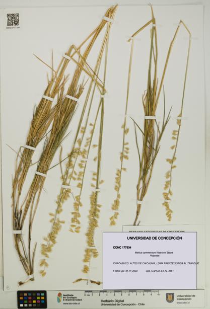 Melica commersonii [Espécimen: UDEC:CONC:0177534]