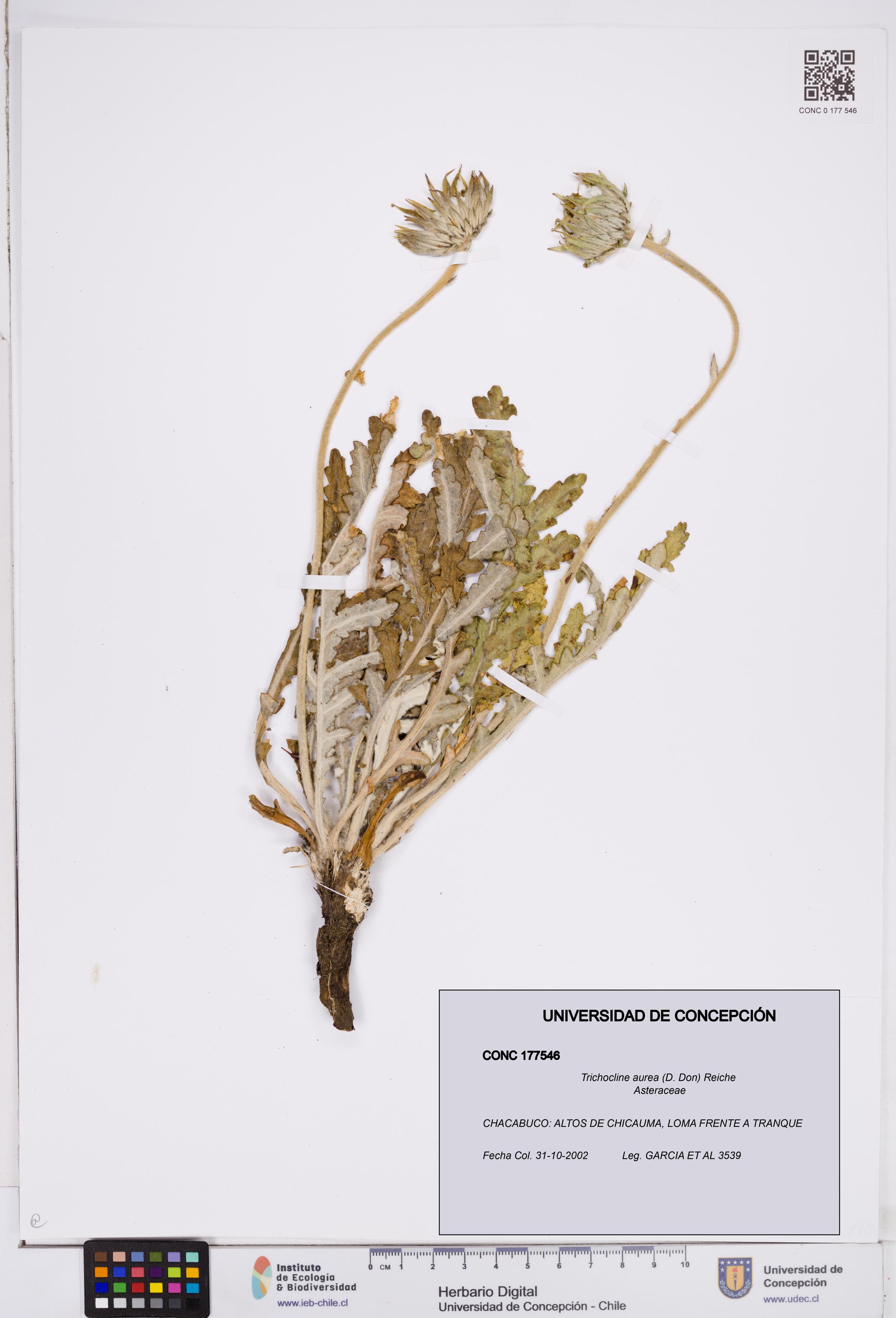 Trichocline aurea [Espécimen: ]