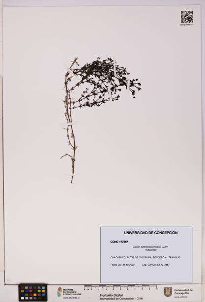 Galium suffruticosum [Espécimen: UDEC:CONC:0177557]