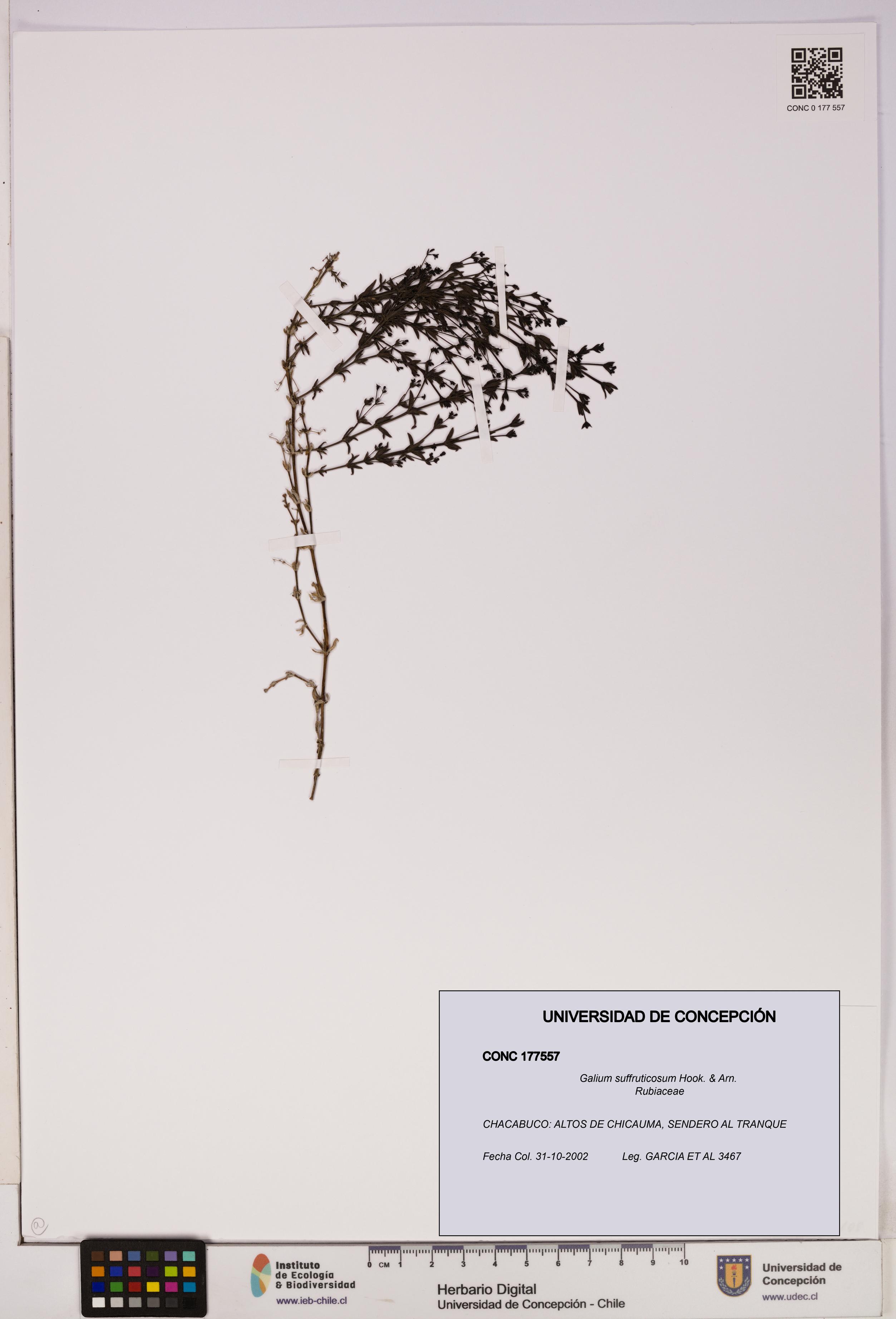 Galium suffruticosum [Espécimen: UDEC:CONC:0177557]