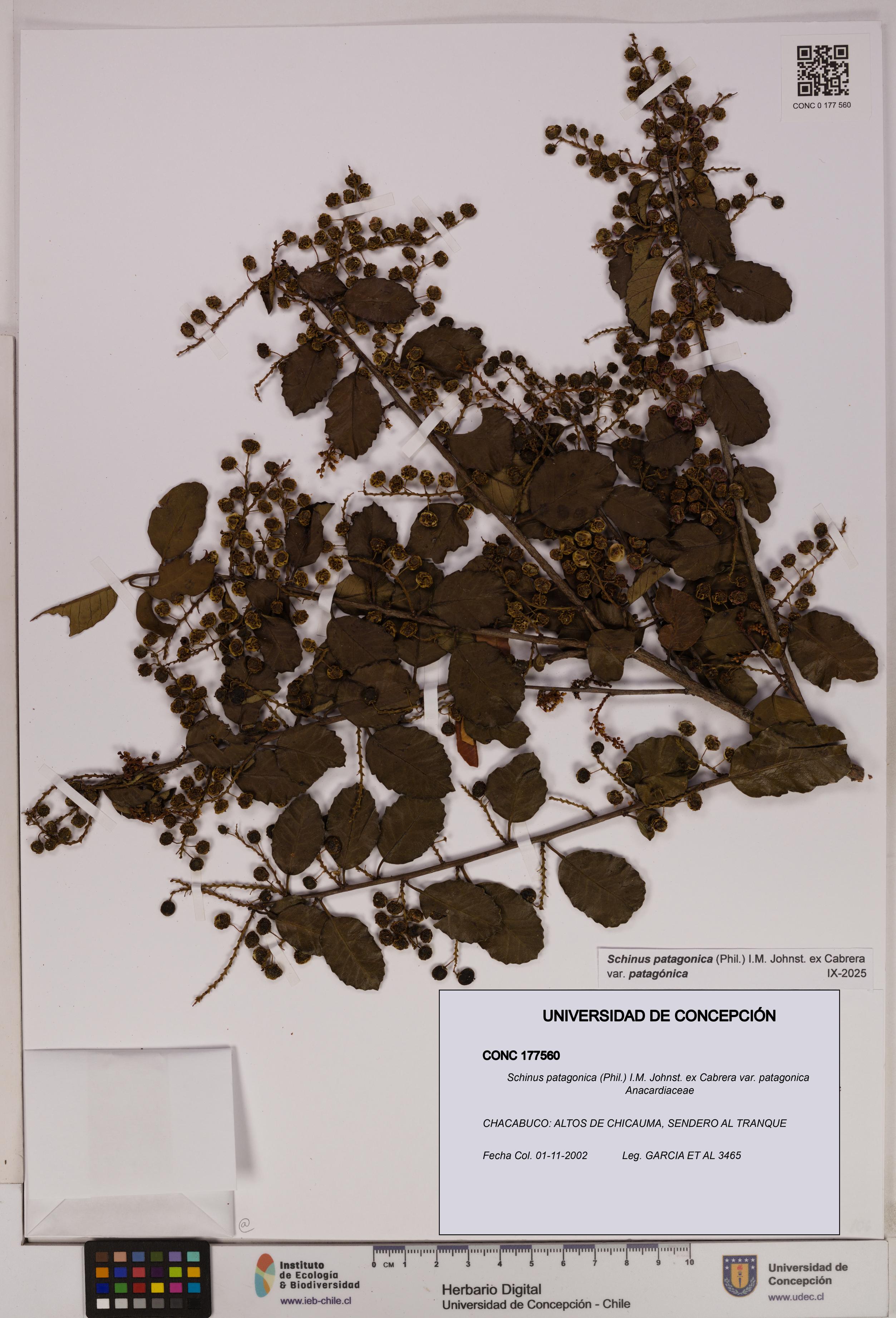Schinus patagonica [Espécimen: UDEC:CONC:0177560]