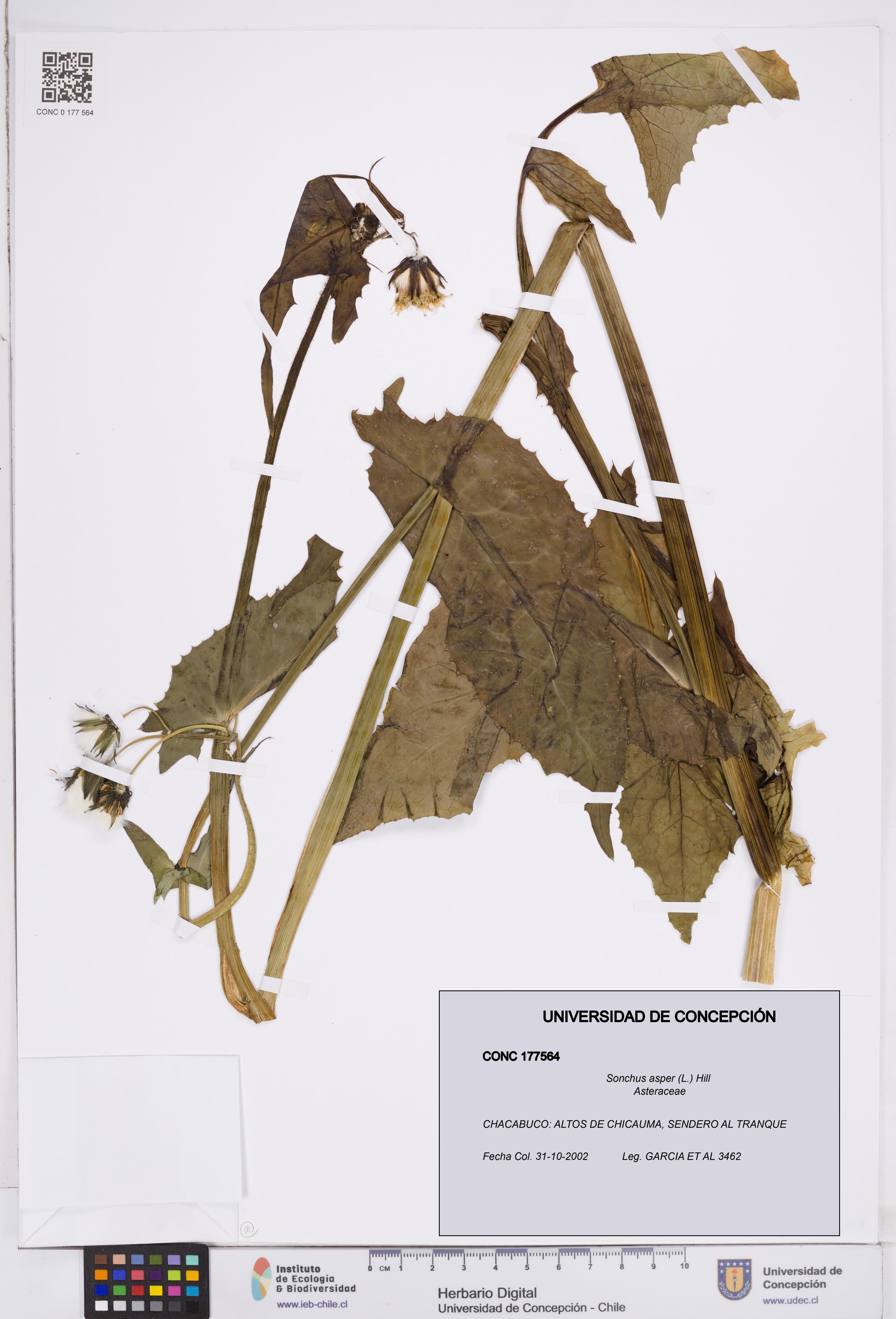 Sonchus asper [Espécimen: ]