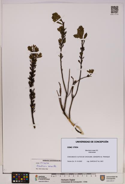 Baccharis neaei [Espécimen: UDEC:CONC:0177574]