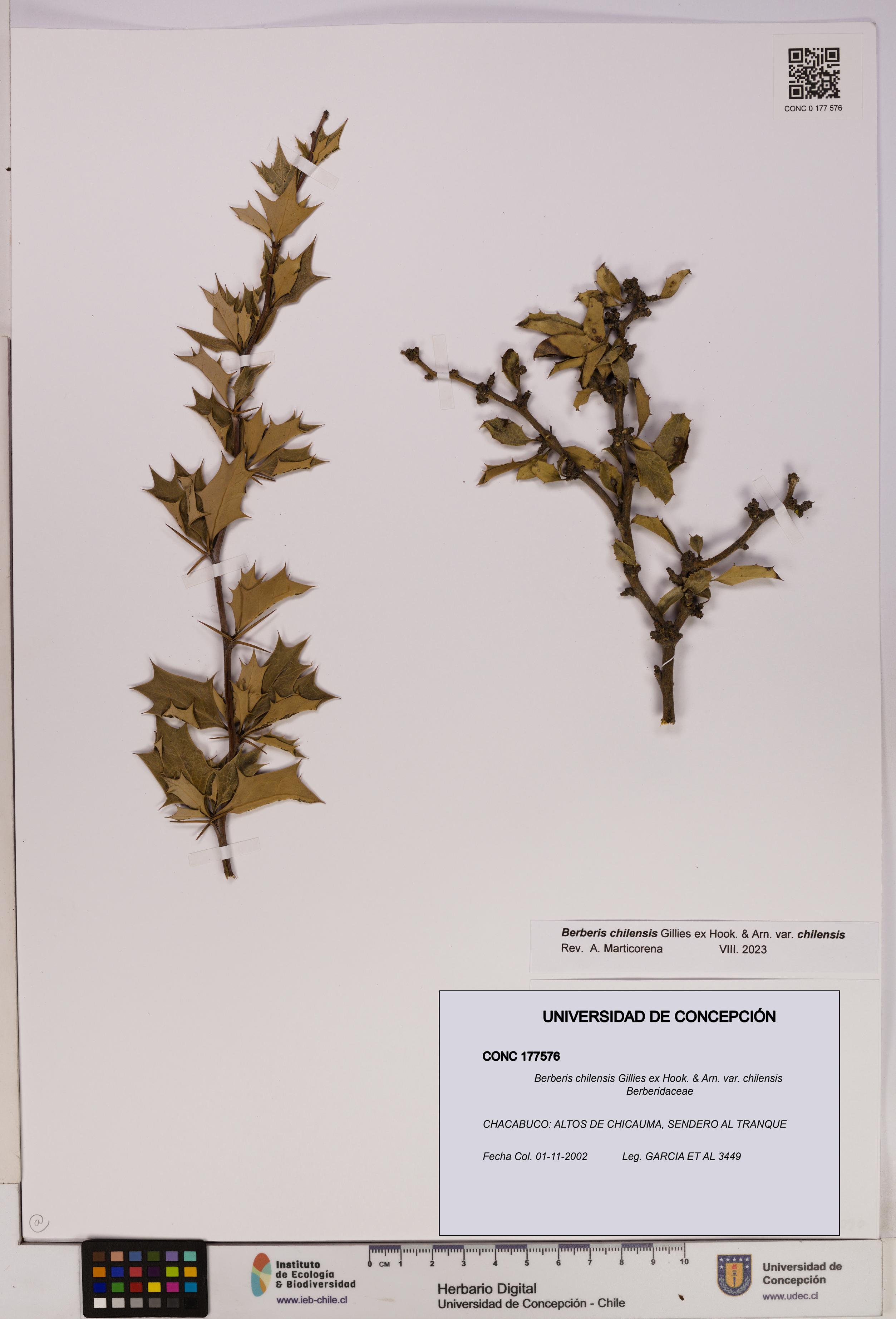 Berberis chilensis var. chilensis [Espécimen: UDEC:CONC:0177576]