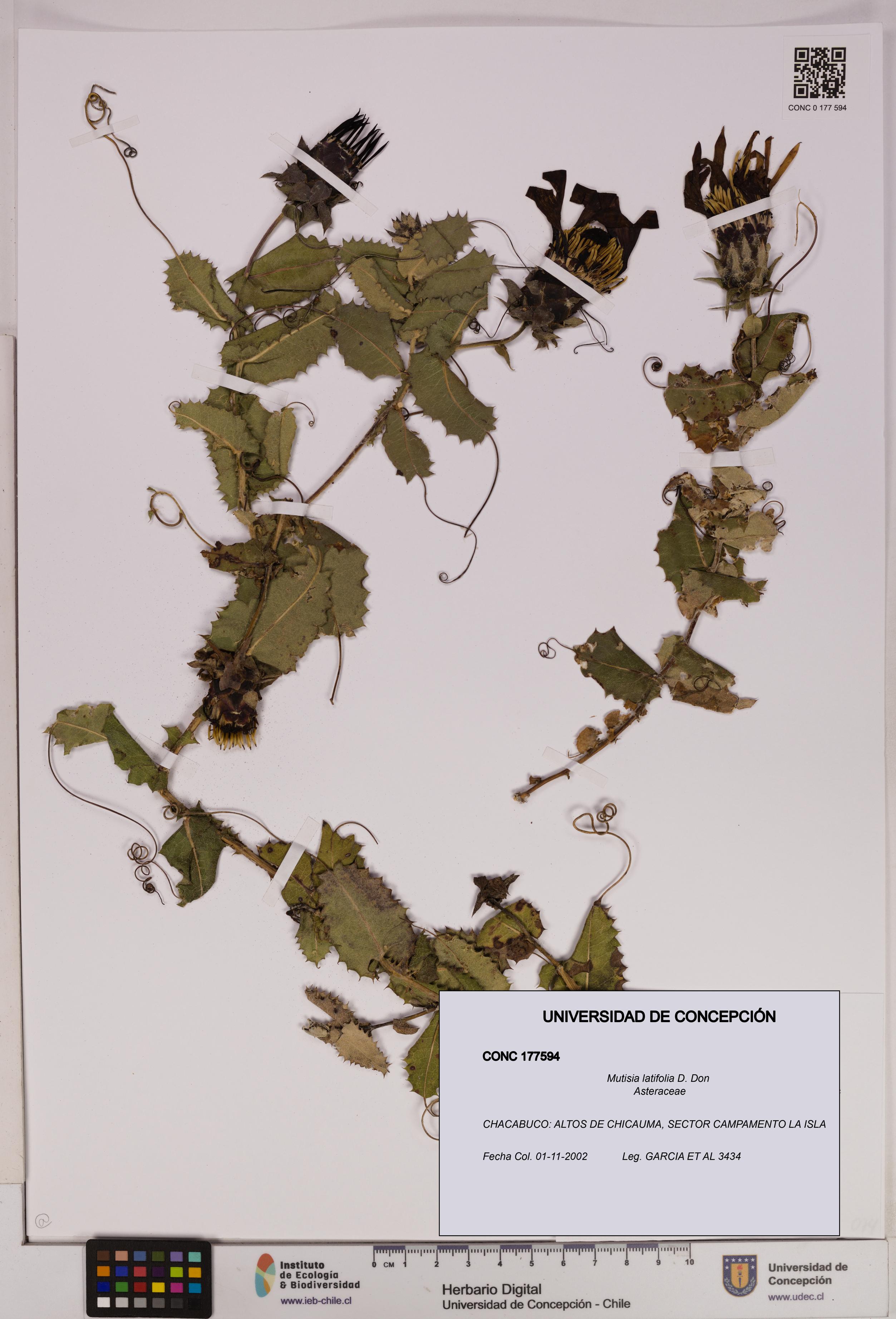 Mutisia latifolia [Espécimen: UDEC:CONC:0177594]