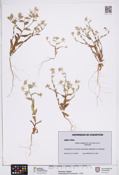 Triptilion capillatum [Espécimen: ]