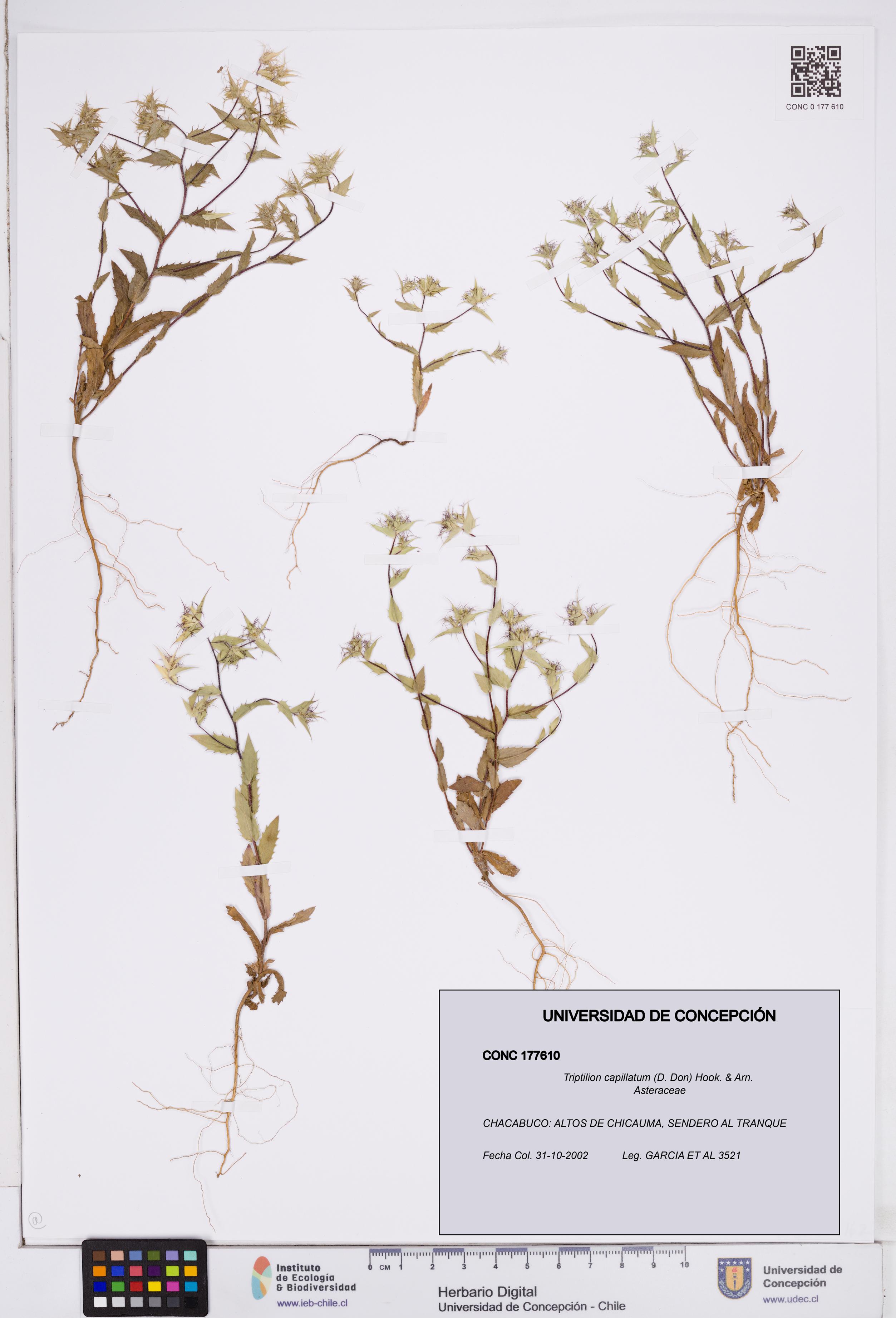 Triptilion capillatum [Espécimen: ]