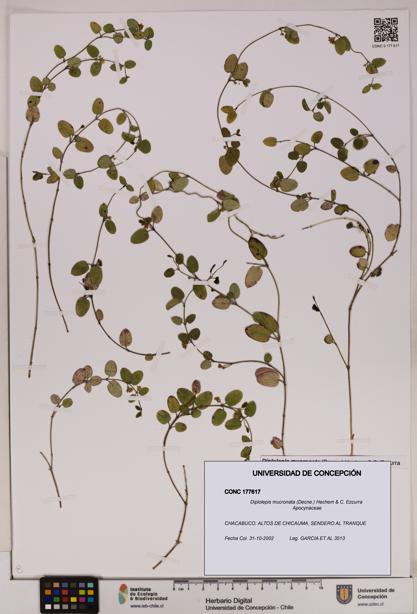 Diplolepis mucronata [Espécimen: UDEC:CONC:0177617]