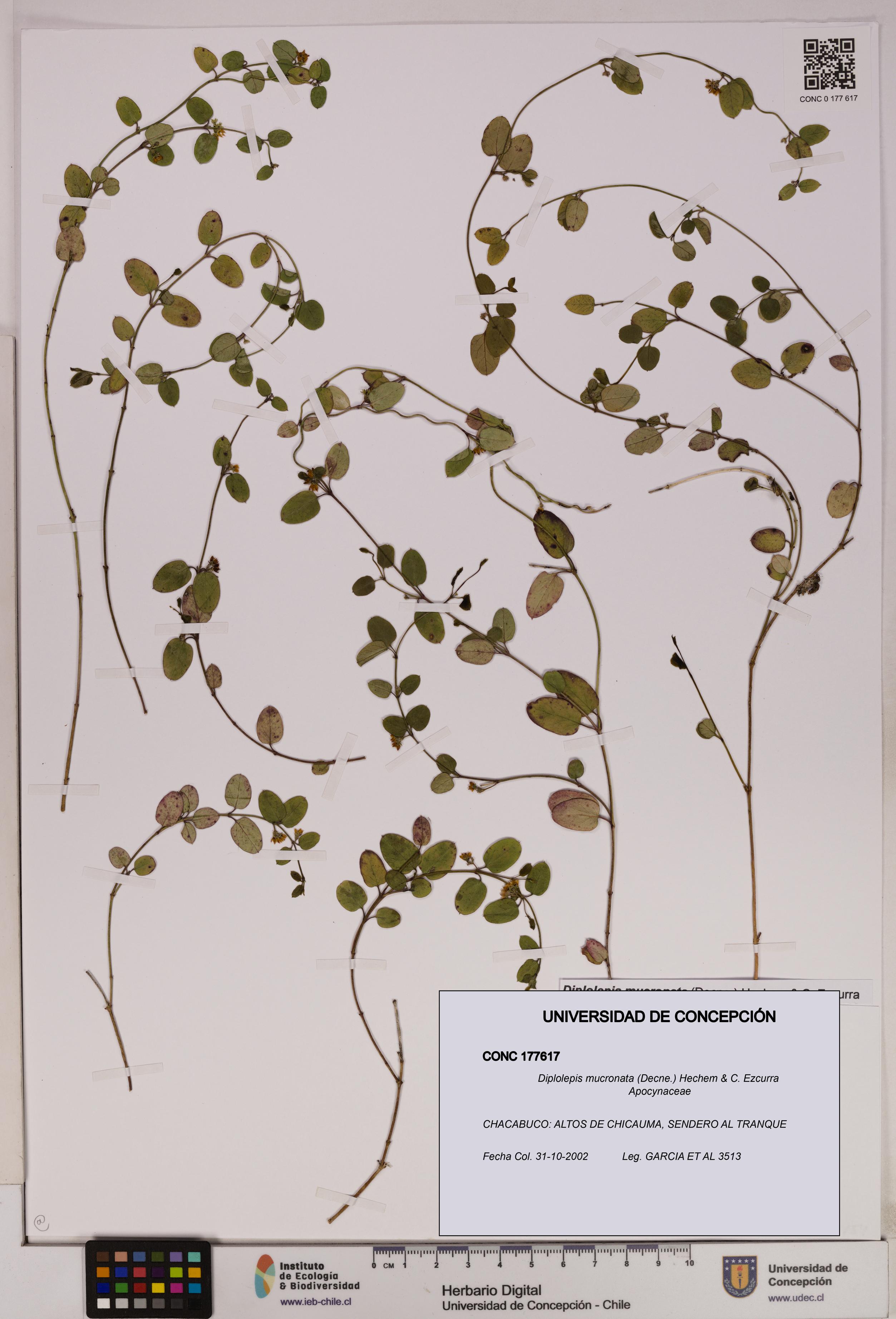 Diplolepis mucronata [Espécimen: UDEC:CONC:0177617]