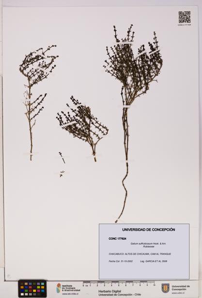 Galium suffruticosum [Espécimen: UDEC:CONC:0177624]