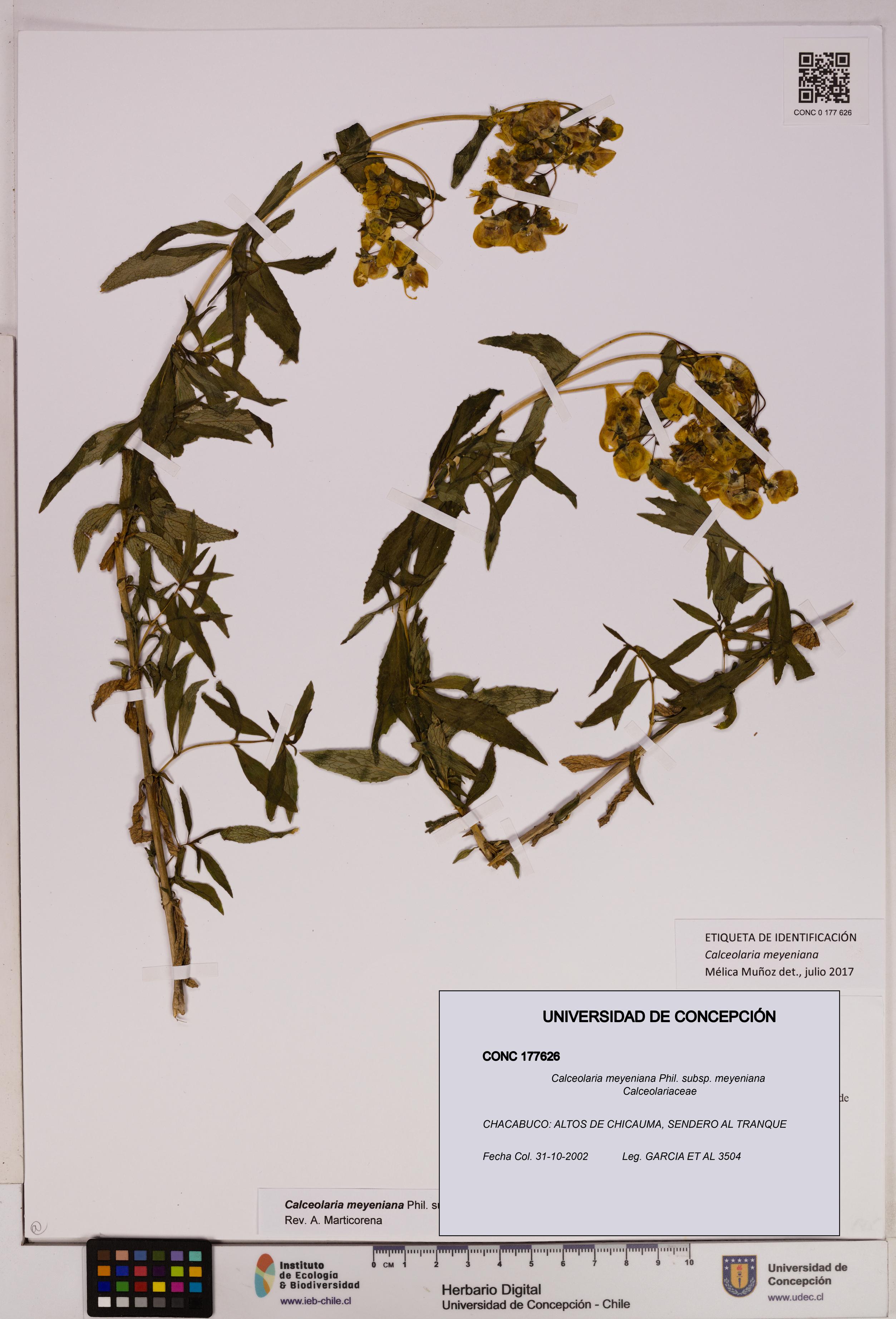 Calceolaria meyeniana subsp. meyeniana [Espécimen: UDEC:CONC:0177626]