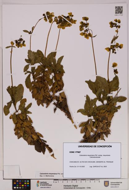 Calceolaria meyeniana subsp. meyeniana [Espécimen: UDEC:CONC:0177627]