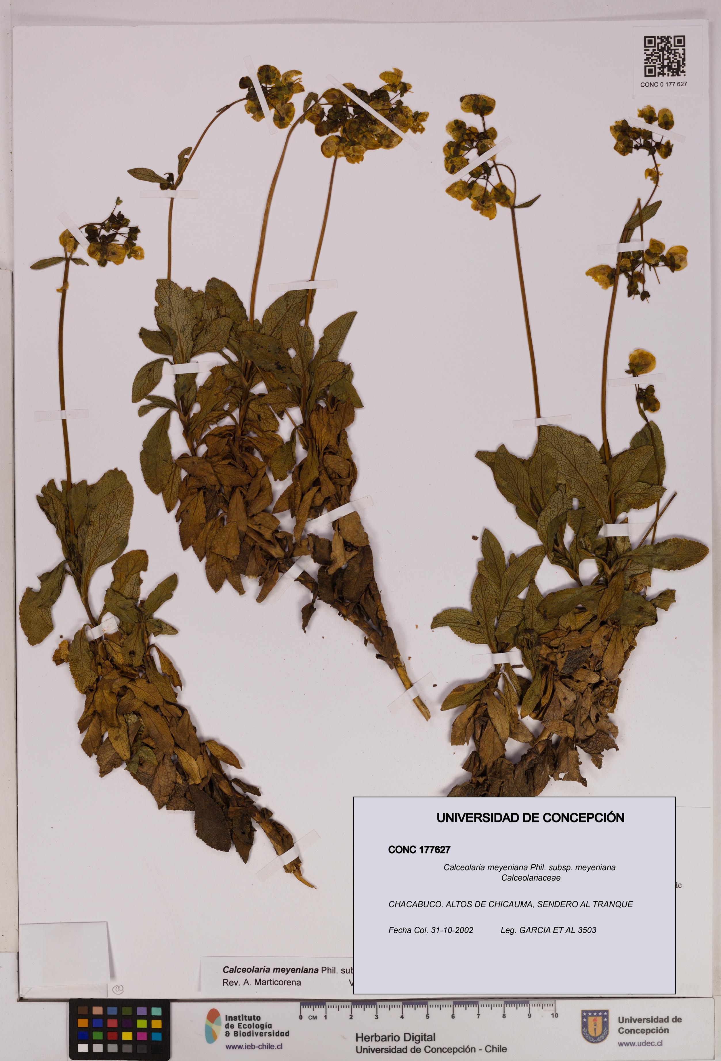 Calceolaria meyeniana subsp. meyeniana [Espécimen: UDEC:CONC:0177627]