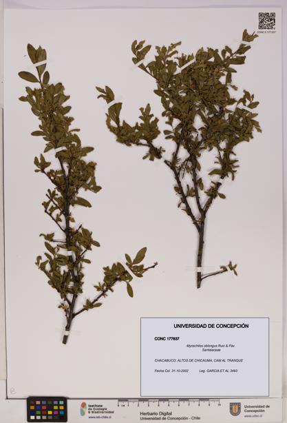 Myoschilos oblongus [Espécimen: UDEC:CONC:0177637]