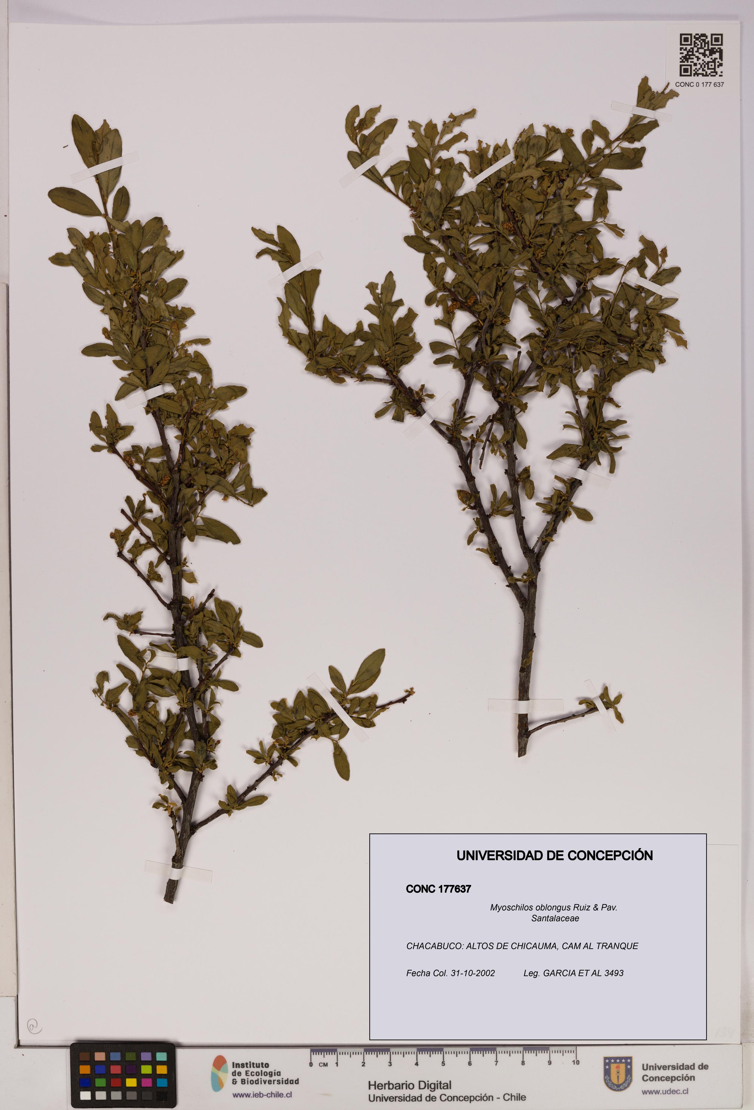 Myoschilos oblongus [Espécimen: UDEC:CONC:0177637]