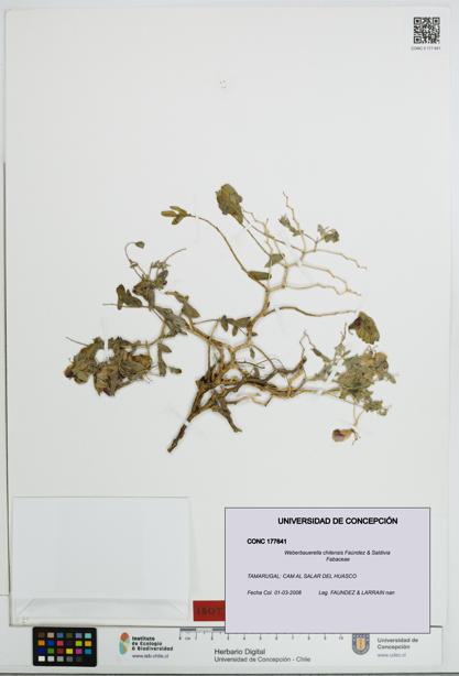 Weberbauerella chilensis [Espécimen: UDEC:CONC:0177641]
