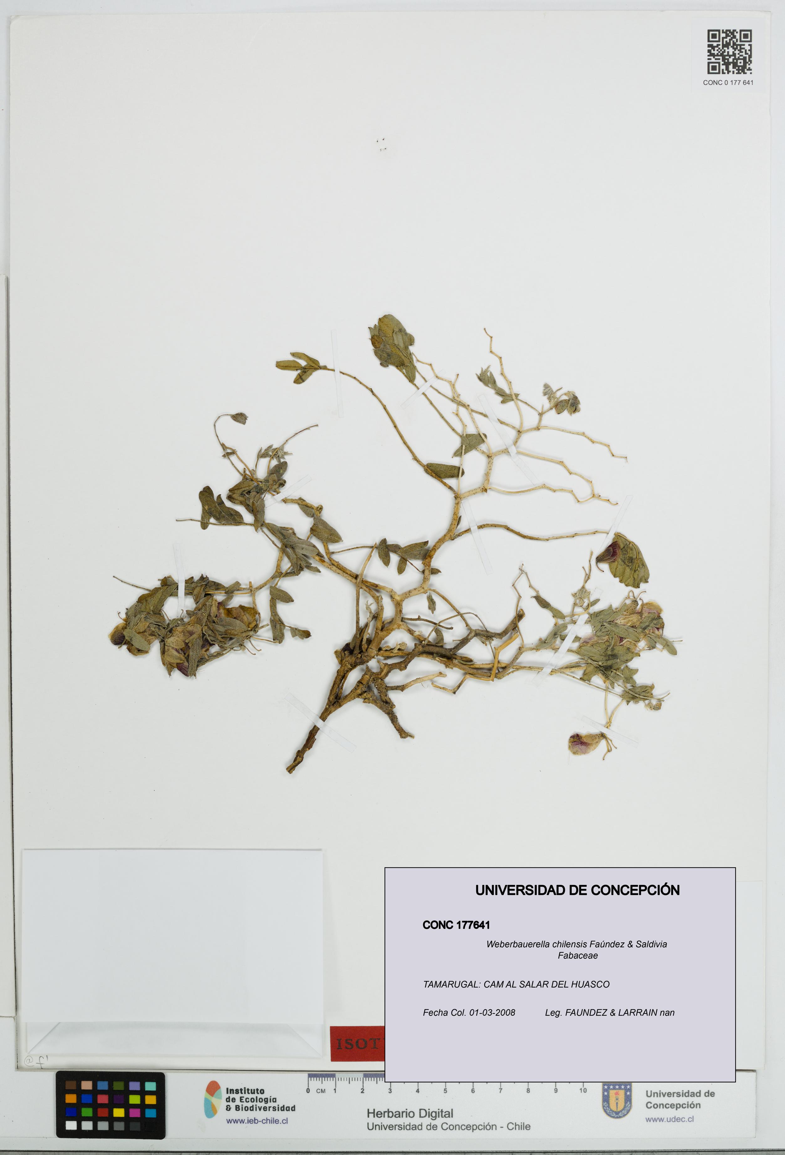 Weberbauerella chilensis [Espécimen: UDEC:CONC:0177641]