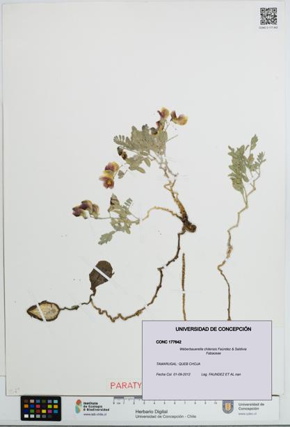 Weberbauerella chilensis [Espécimen: UDEC:CONC:0177642]