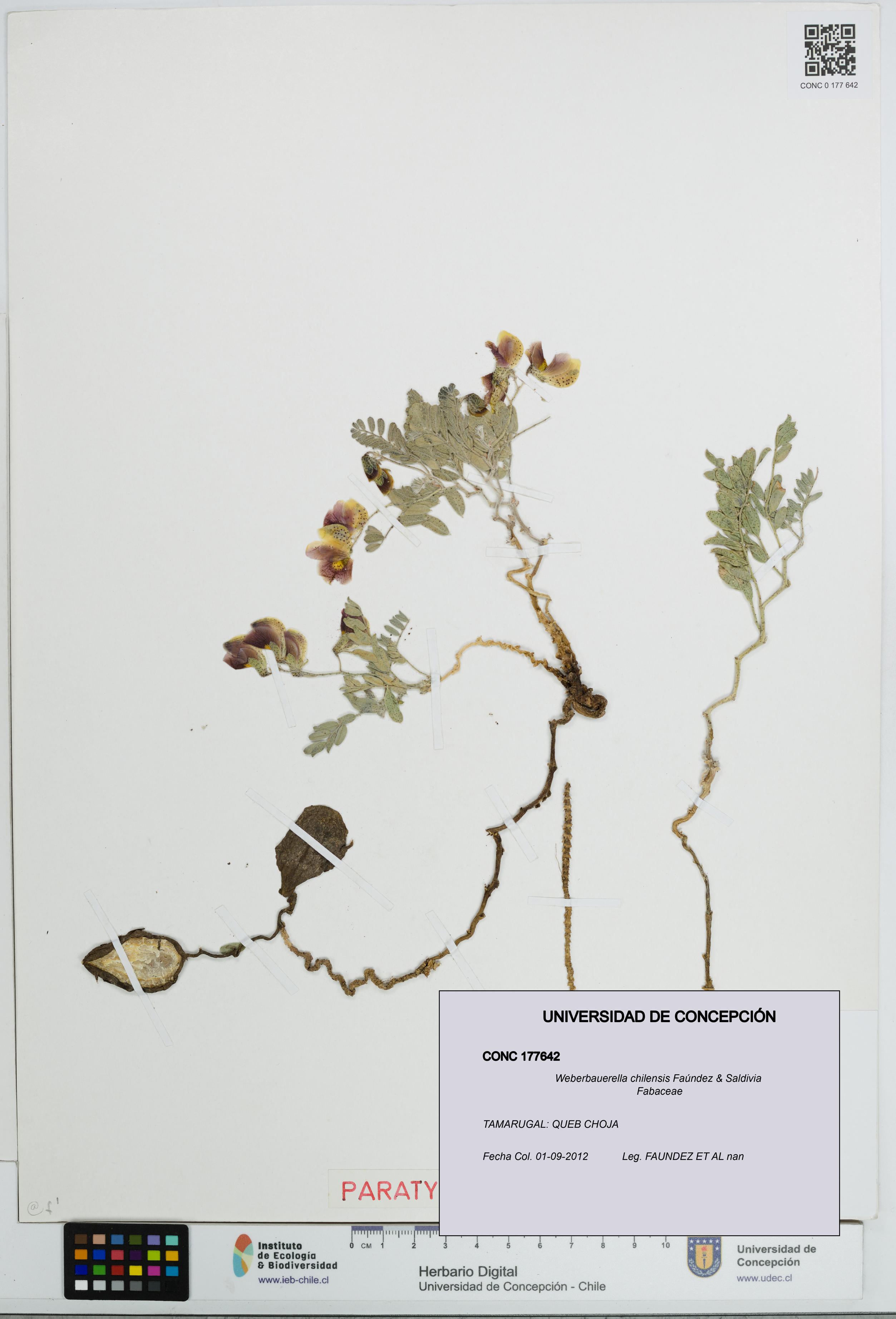 Weberbauerella chilensis [Espécimen: UDEC:CONC:0177642]
