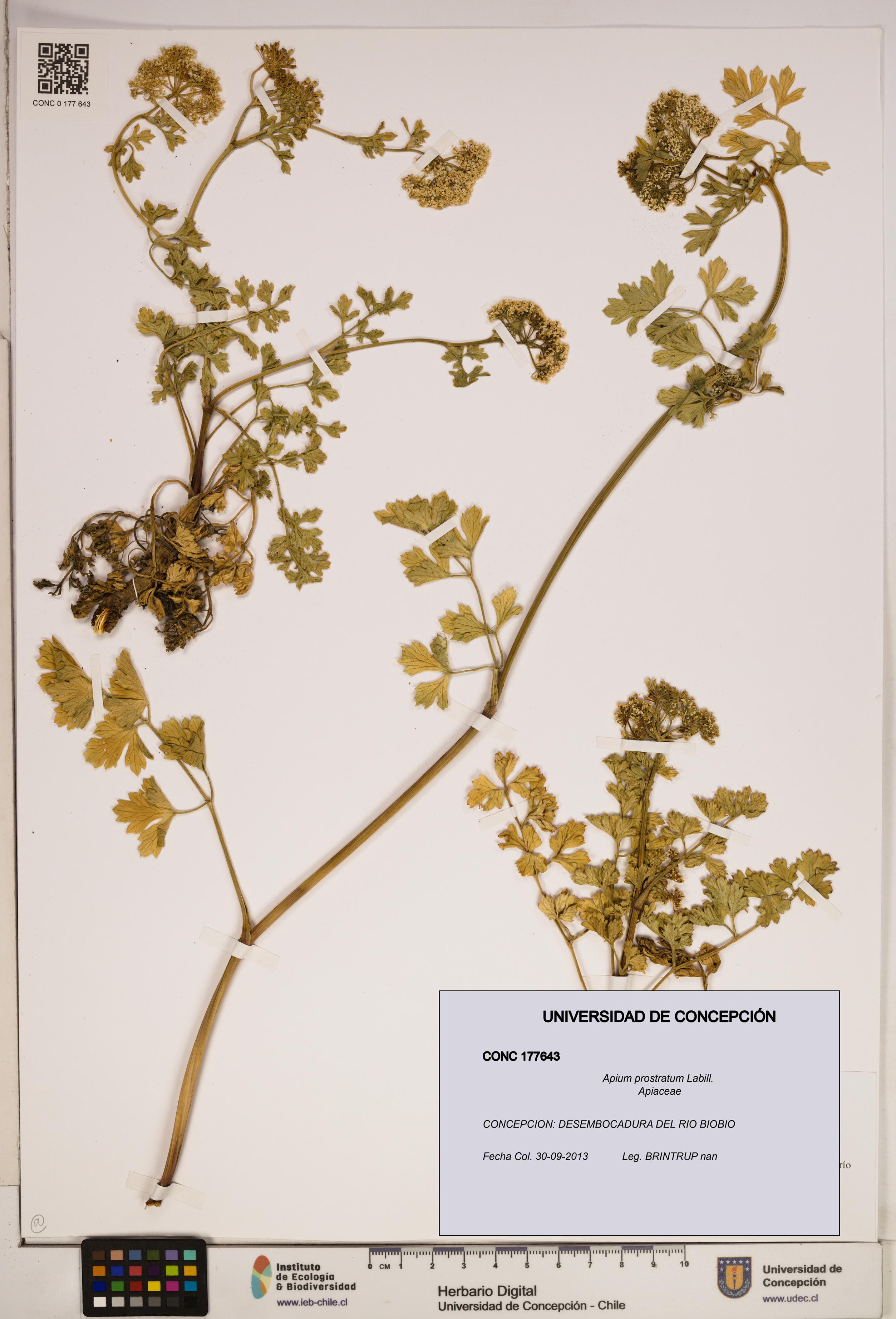 Apium prostratum [Espécimen: ]
