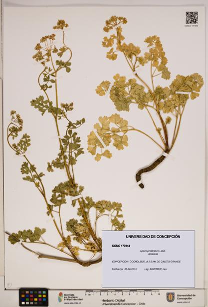 Apium prostratum [Espécimen: ]