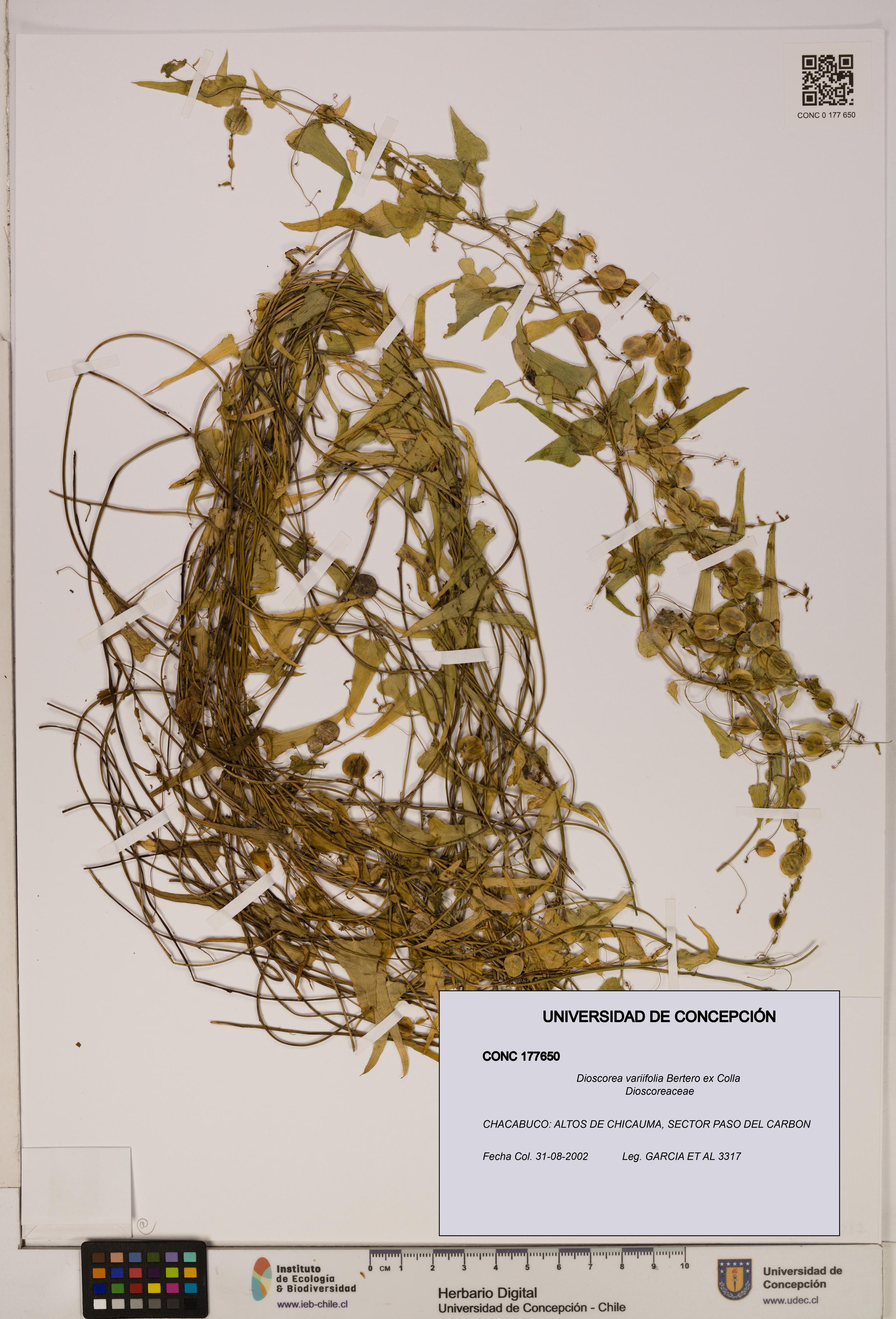 Dioscorea variifolia [Espécimen: ]