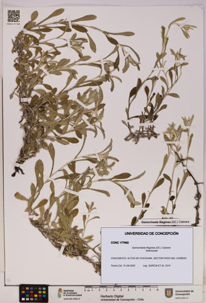 Gamochaeta filaginea [Espécimen: UDEC:CONC:0177652]