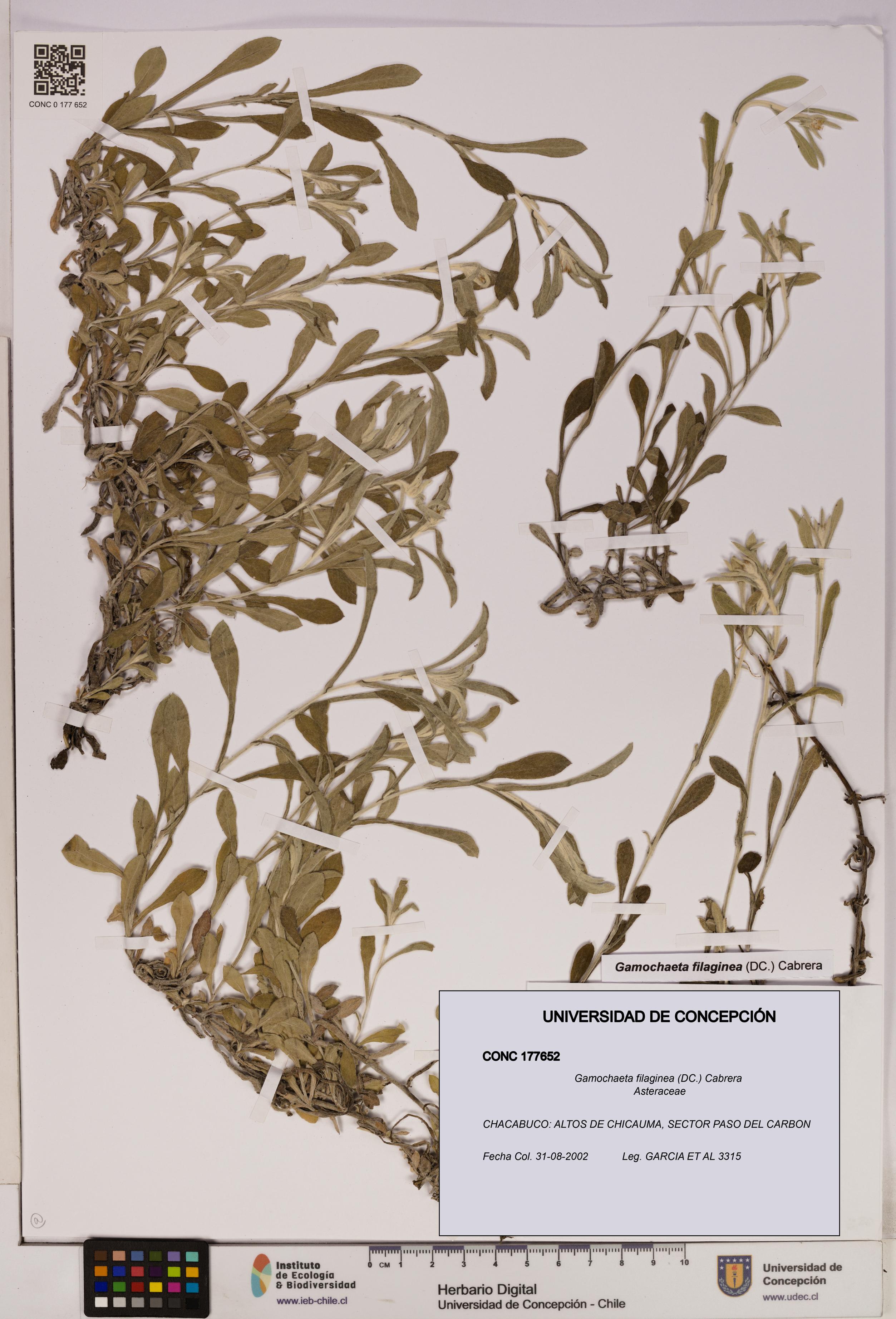 Gamochaeta filaginea [Espécimen: UDEC:CONC:0177652]