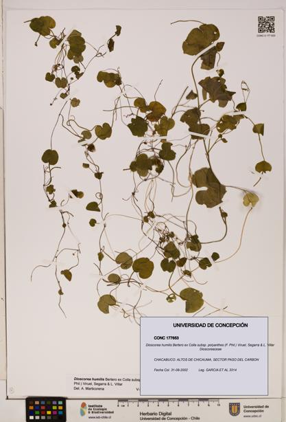 Dioscorea humilis [Espécimen: ]
