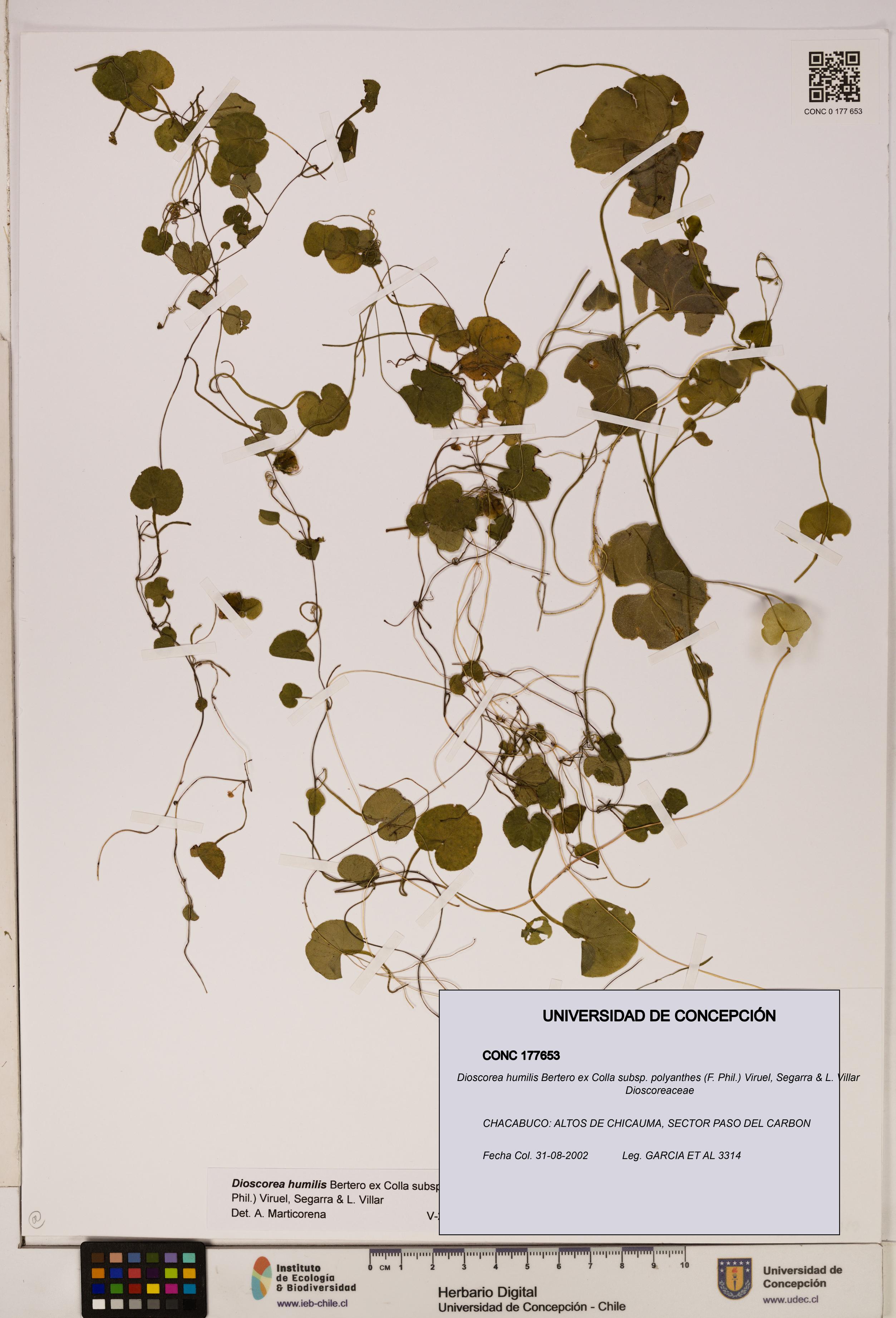 Dioscorea humilis [Espécimen: ]