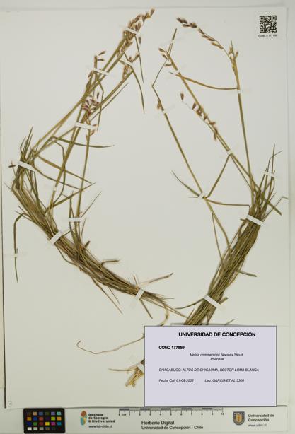 Melica commersonii [Espécimen: UDEC:CONC:0177659]