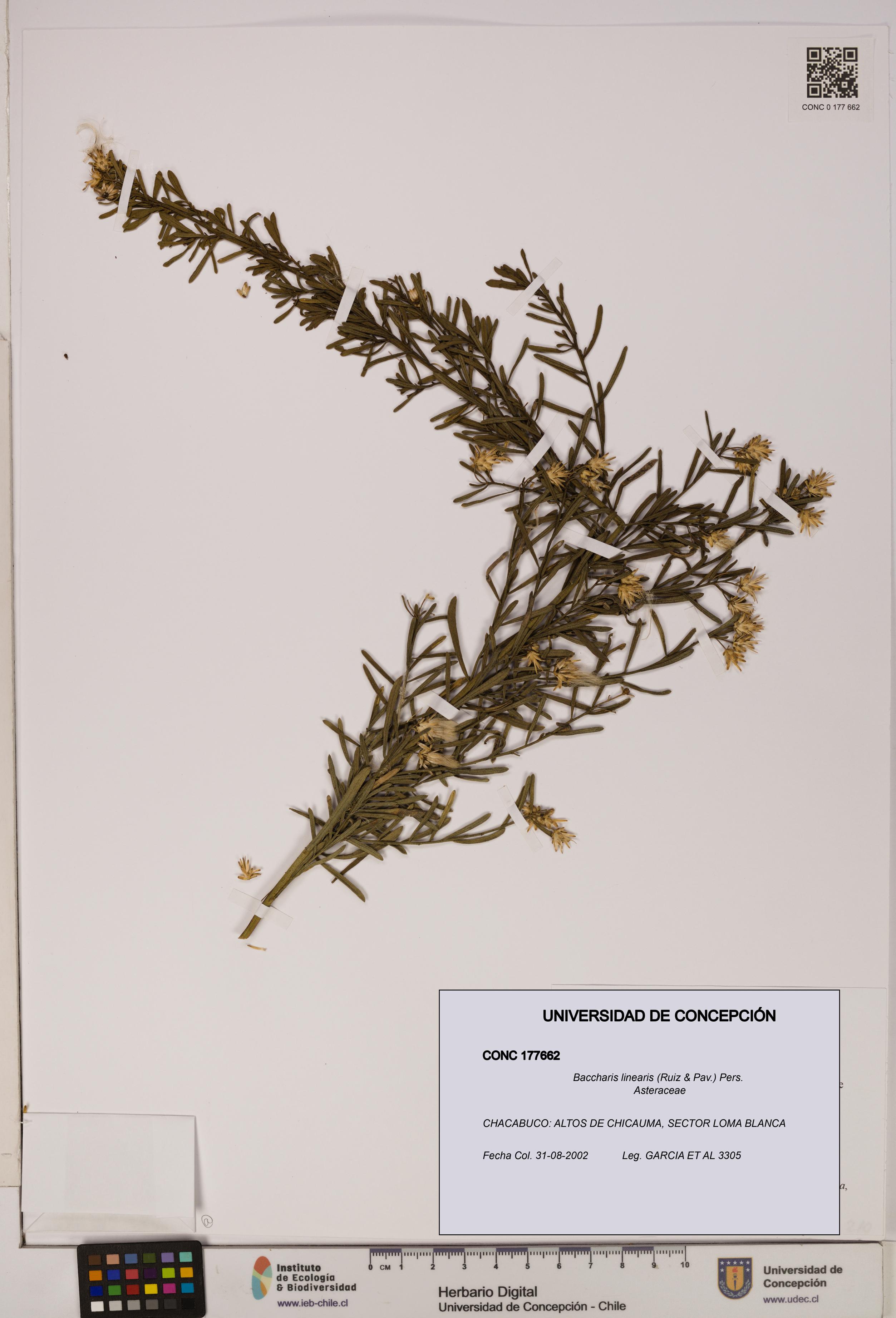 Baccharis linearis [Espécimen: UDEC:CONC:0177662]
