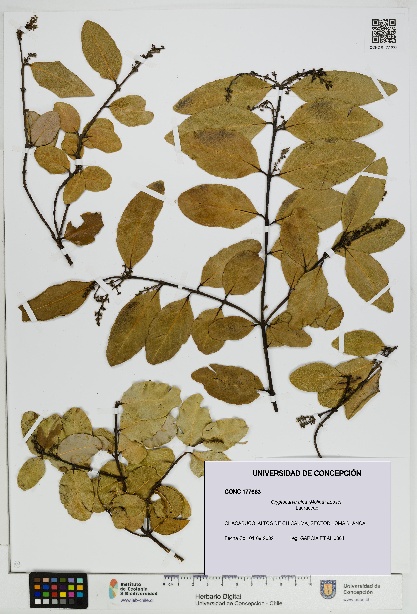 Cryptocarya alba [Espécimen: UDEC:CONC:0177663]
