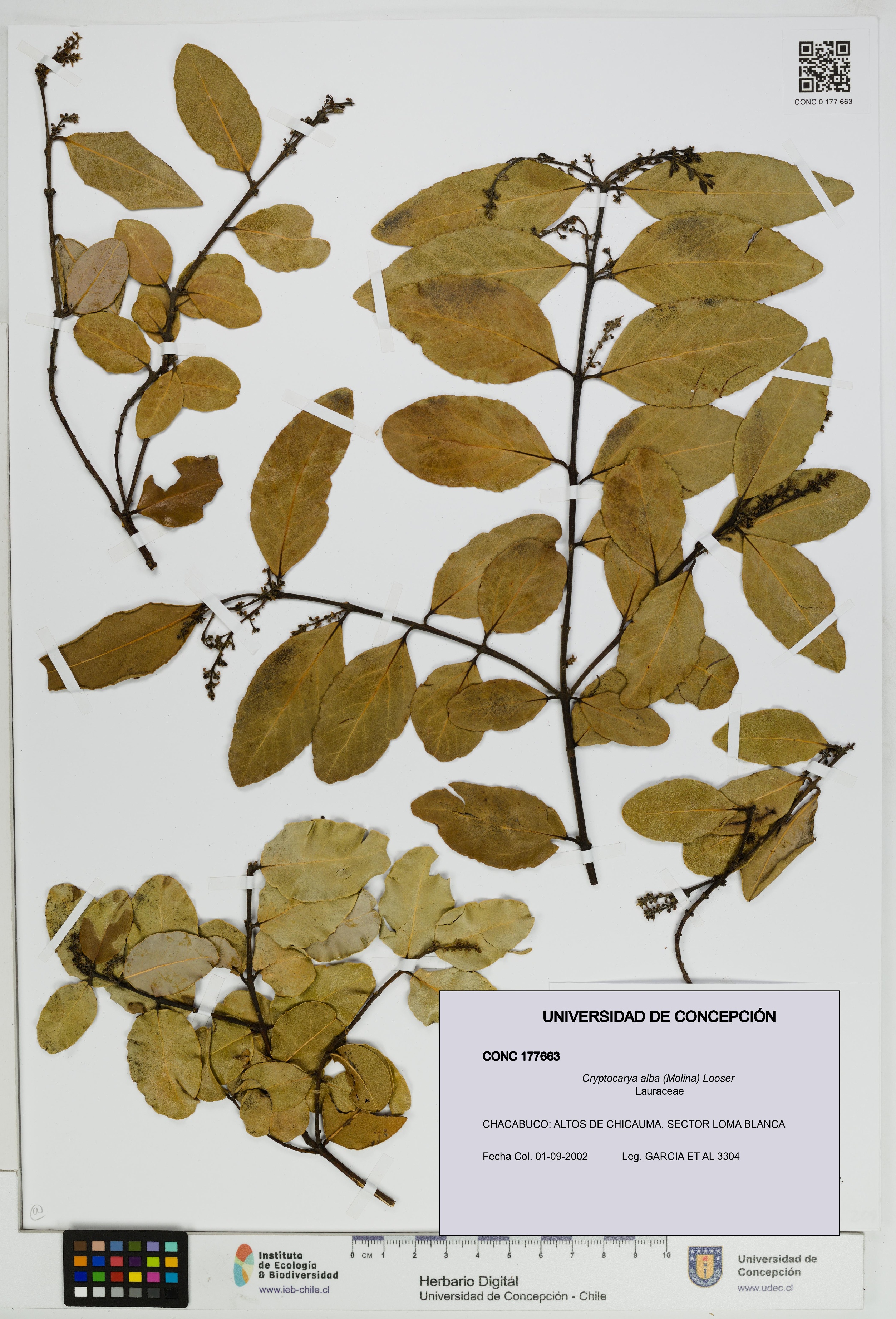 Cryptocarya alba [Espécimen: UDEC:CONC:0177663]
