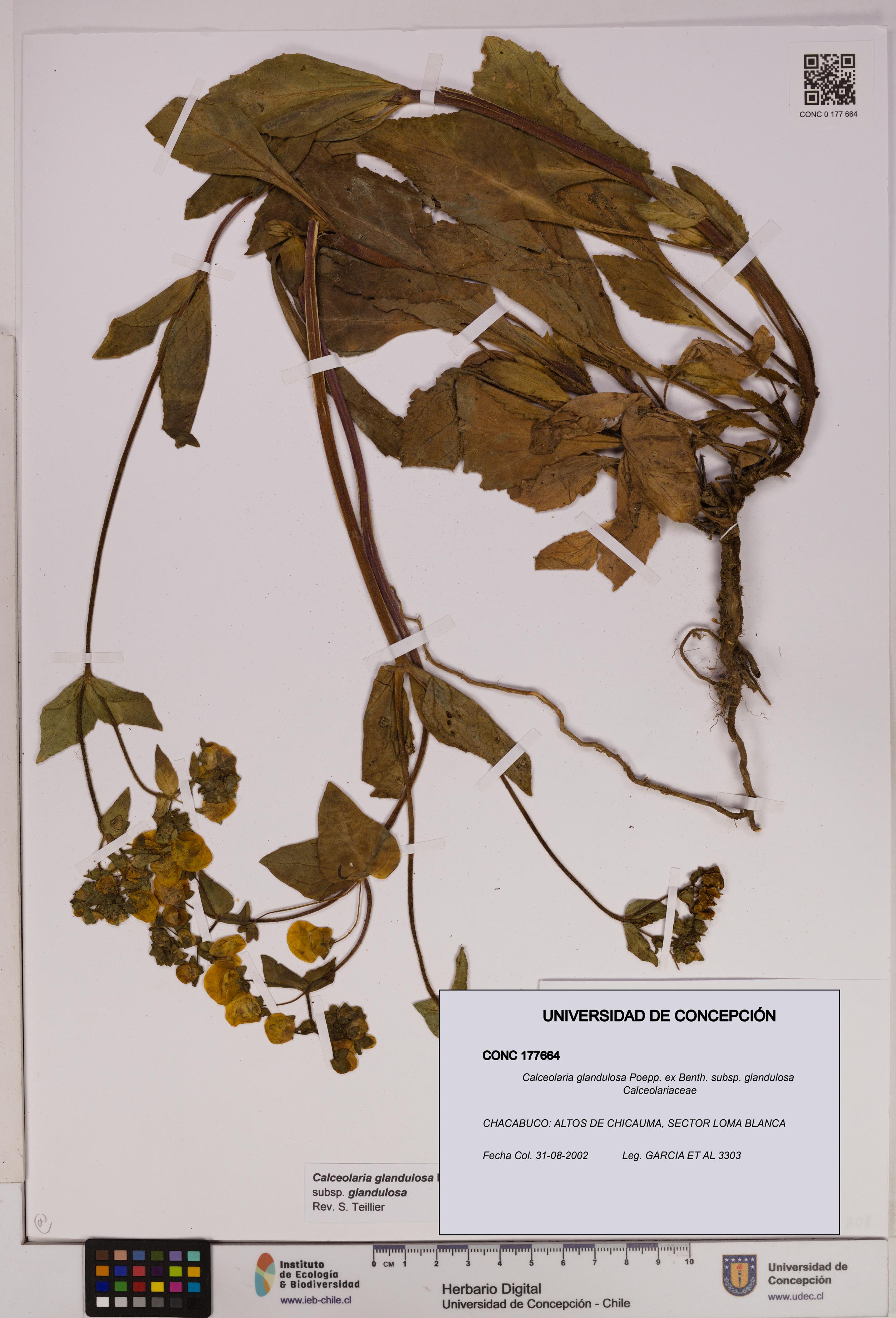 Calceolaria glandulosa [Espécimen: UDEC:CONC:0177664]