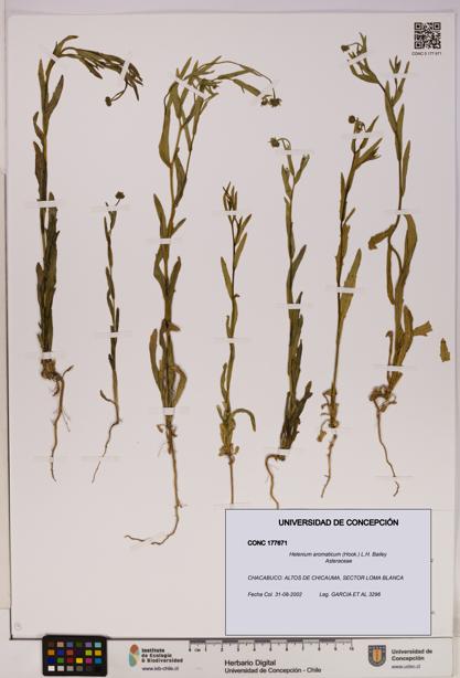 Helenium aromaticum [Espécimen: UDEC:CONC:0177671]