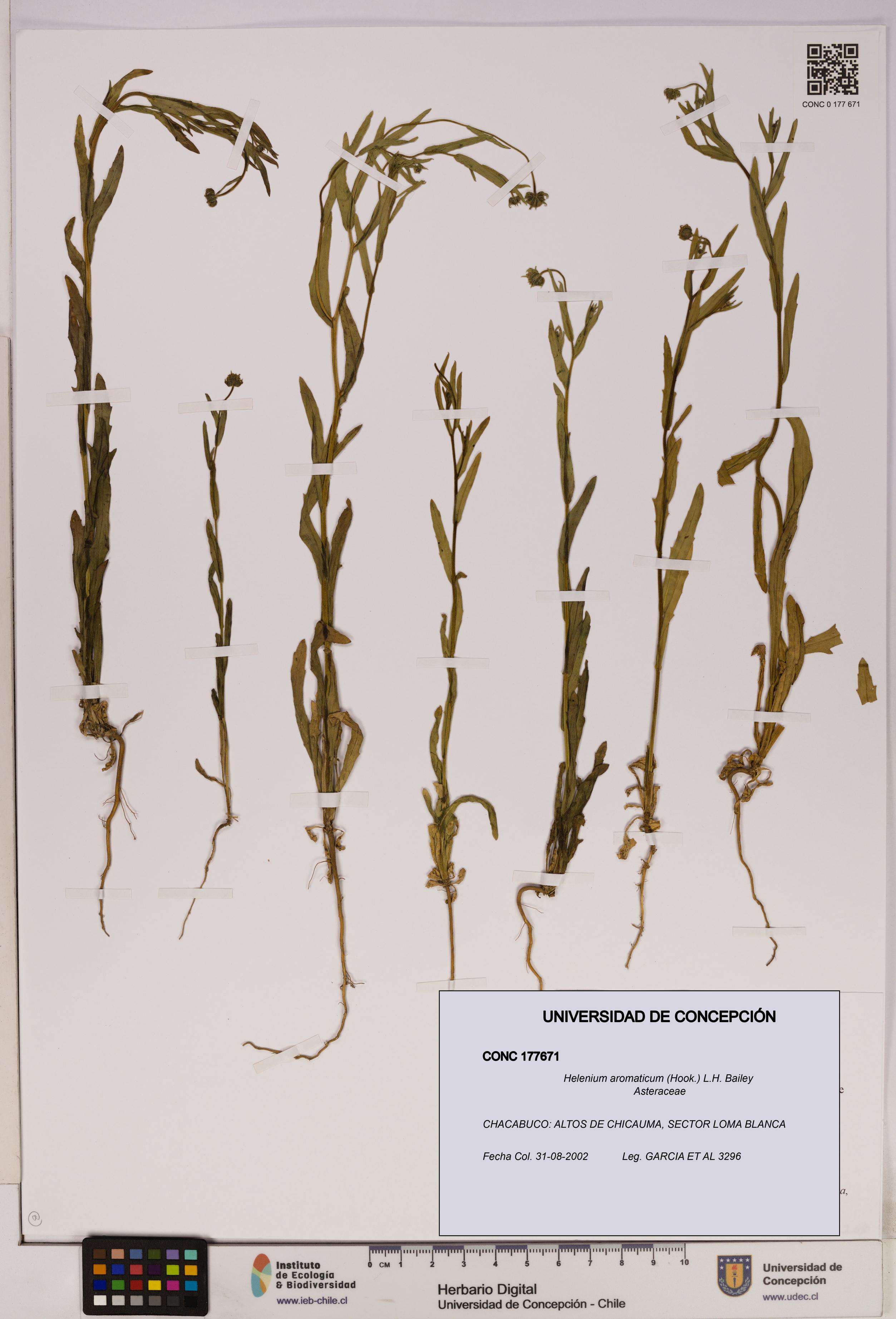 Helenium aromaticum [Espécimen: UDEC:CONC:0177671]